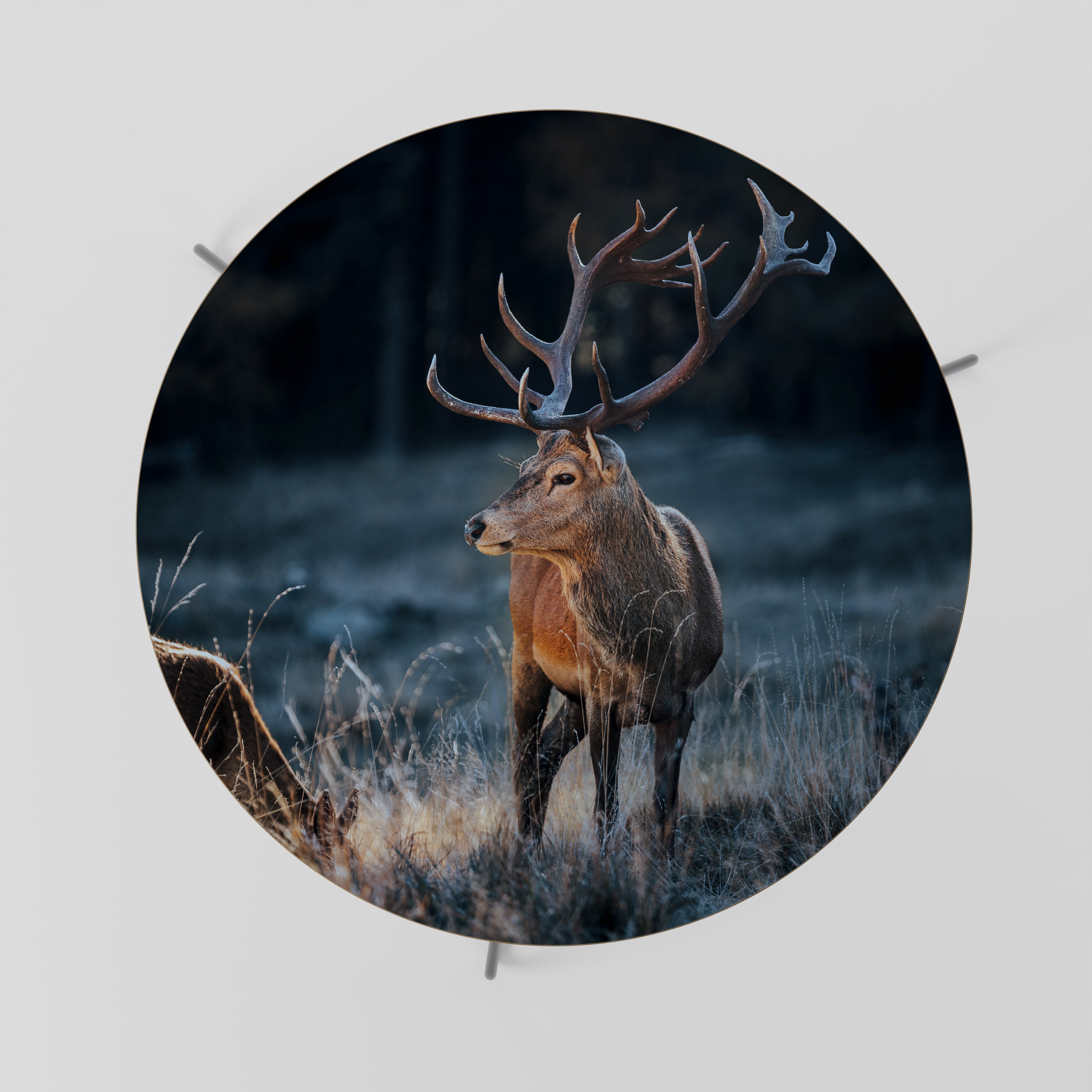 ANTLERED REGALITY Stolik kawowy duży