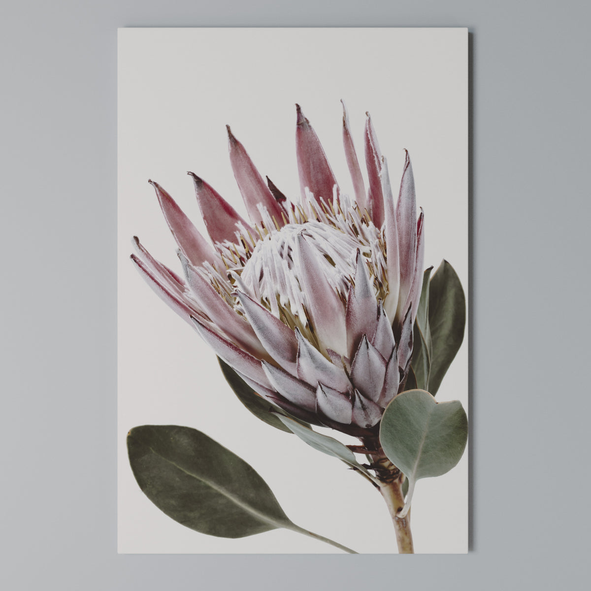 PROTEA FLOWER Pionowy obraz na płótnie