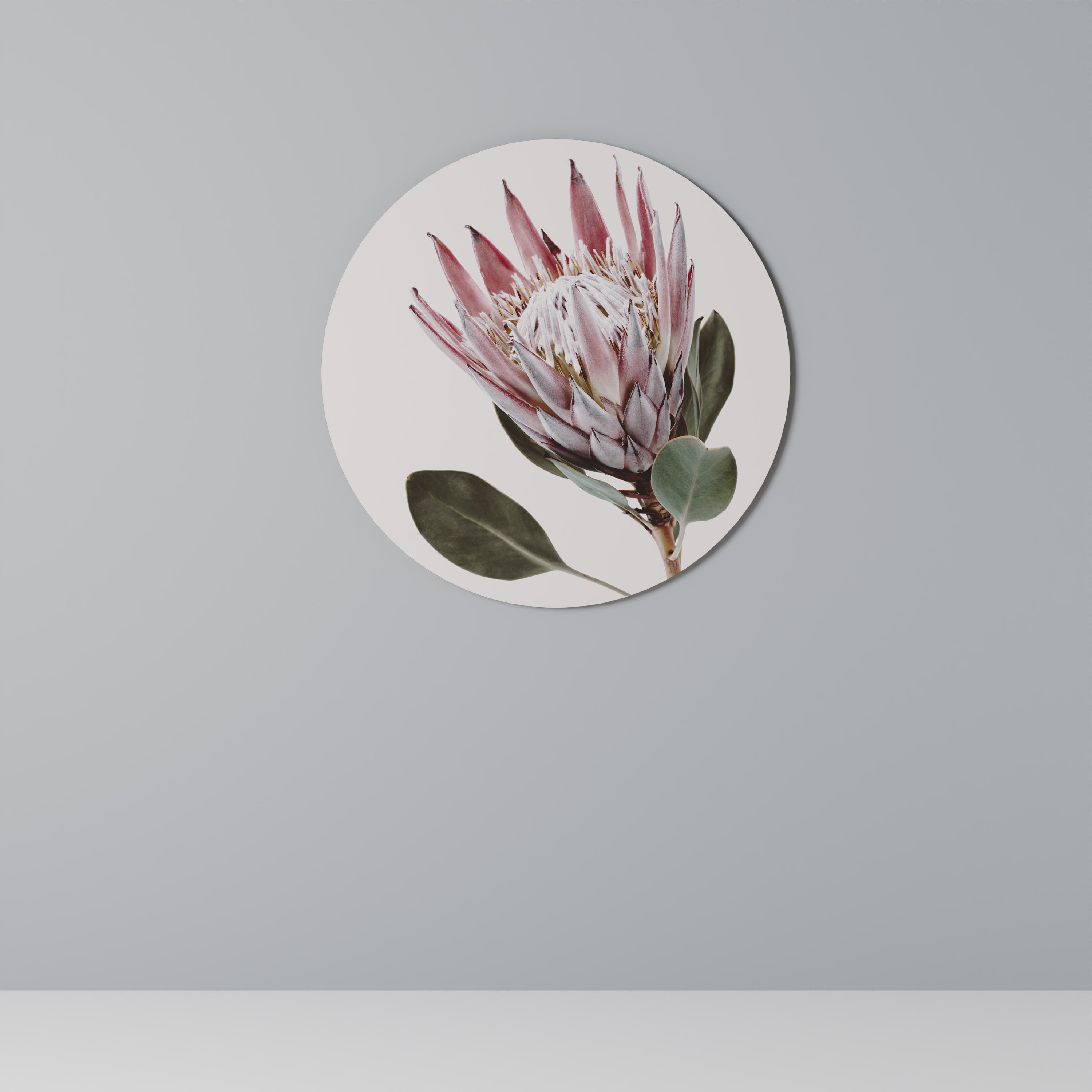 PROTEA FLOWER Obraz okrągły
