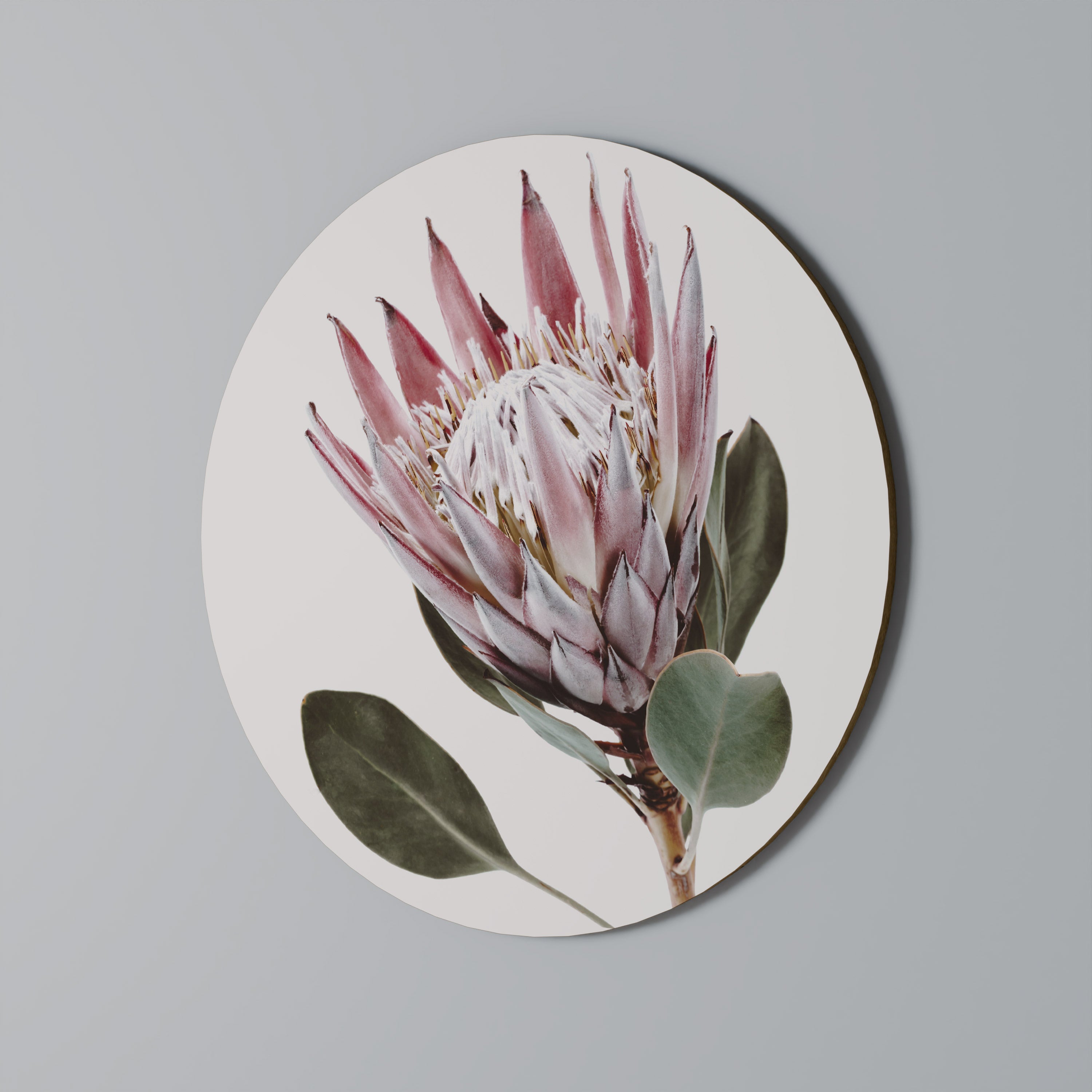 PROTEA FLOWER Obraz okrągły