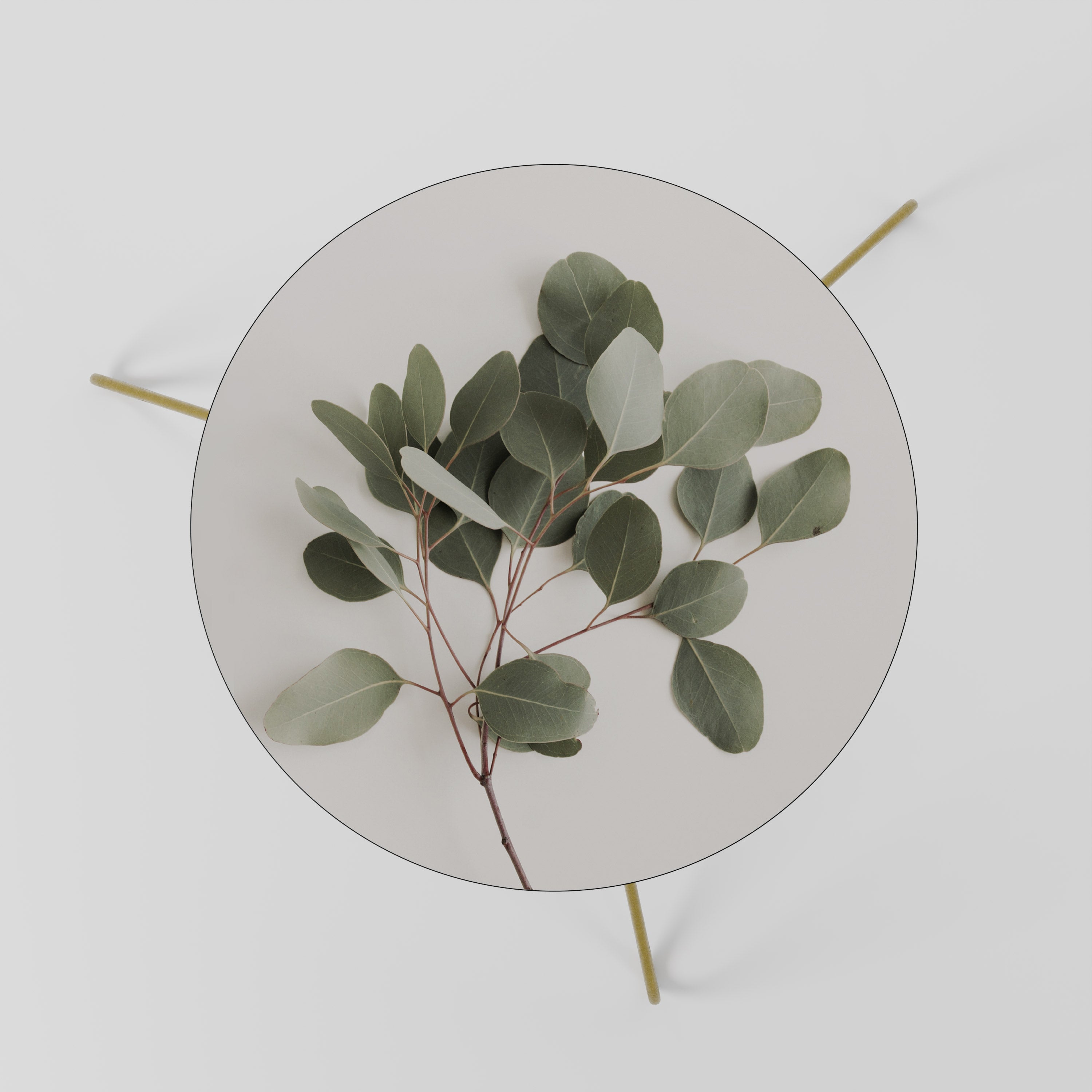 EUCALYPTUS BRANCH Stolik kawowy mały