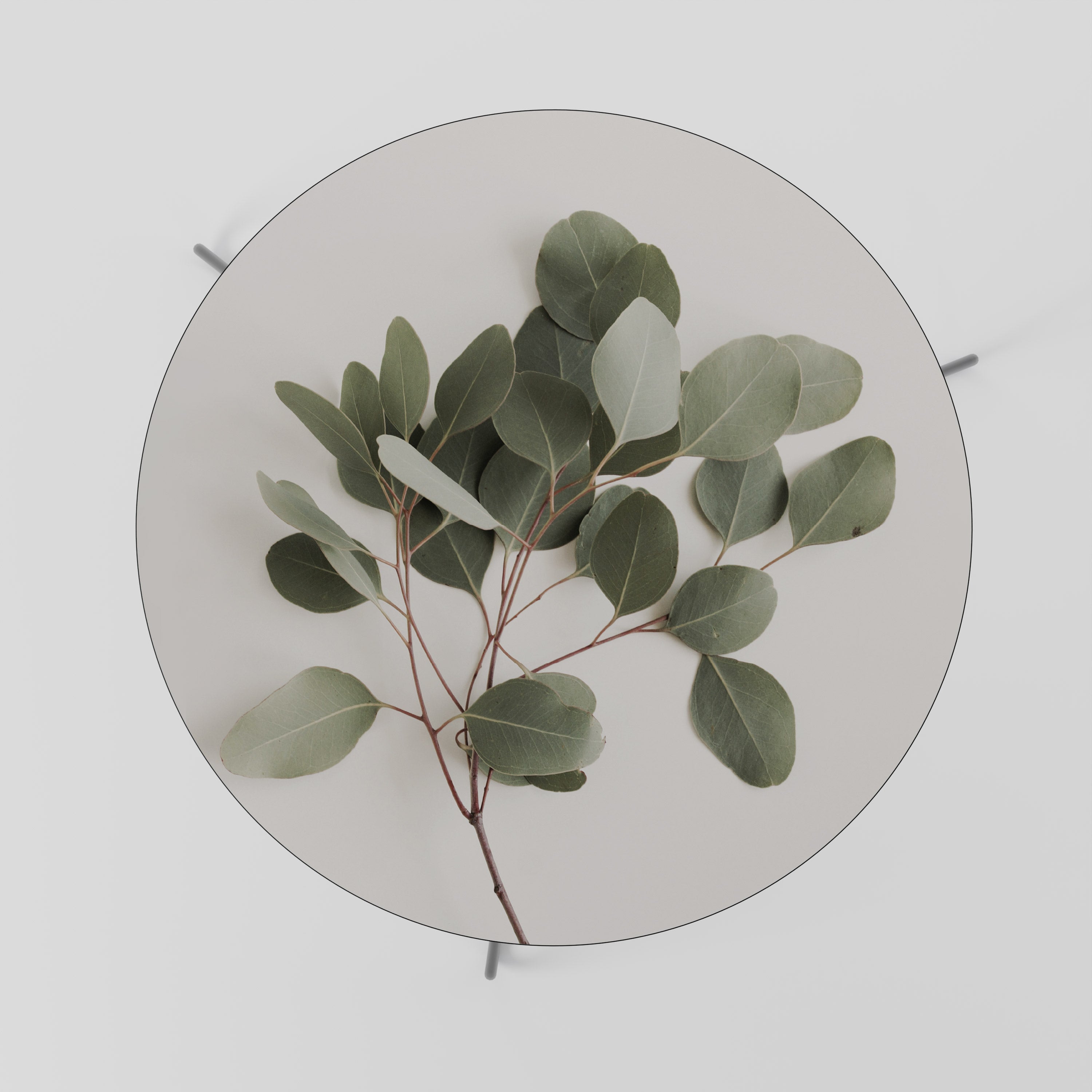 EUCALYPTUS BRANCH Stolik kawowy duży