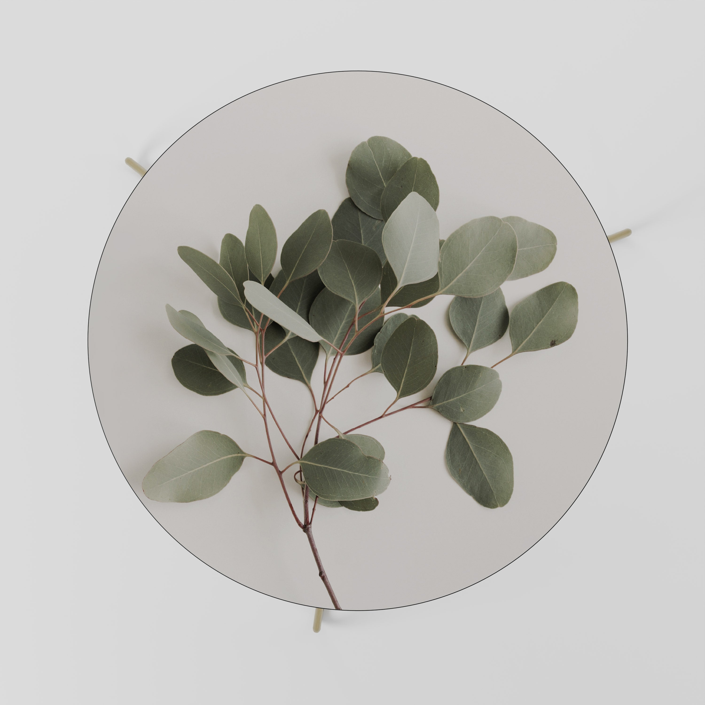 EUCALYPTUS BRANCH Stolik kawowy duży