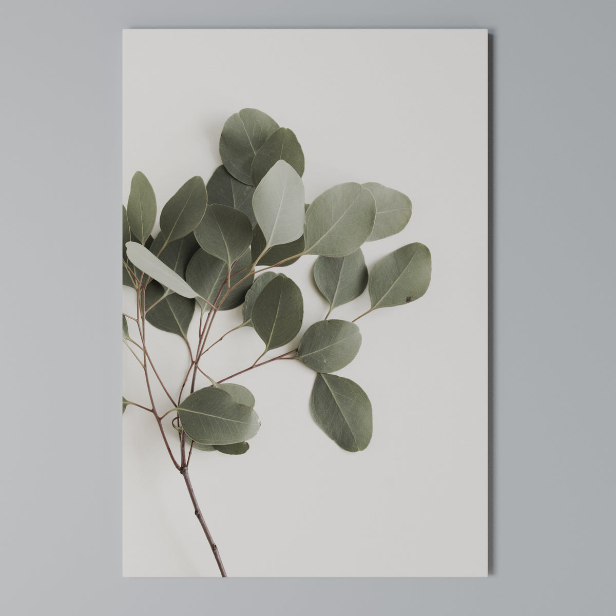 EUCALYPTUS BRANCH Pionowy obraz na płótnie