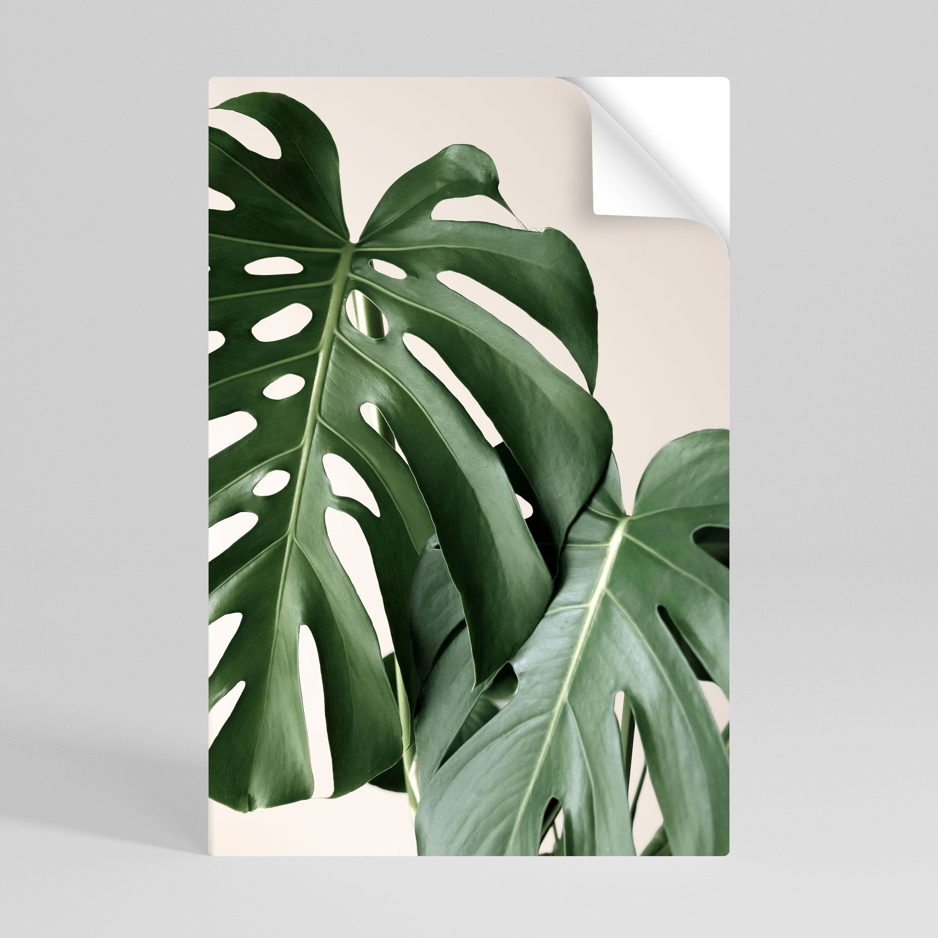 MONSTERA ACCURACY Naklejka/Plakat pionowy