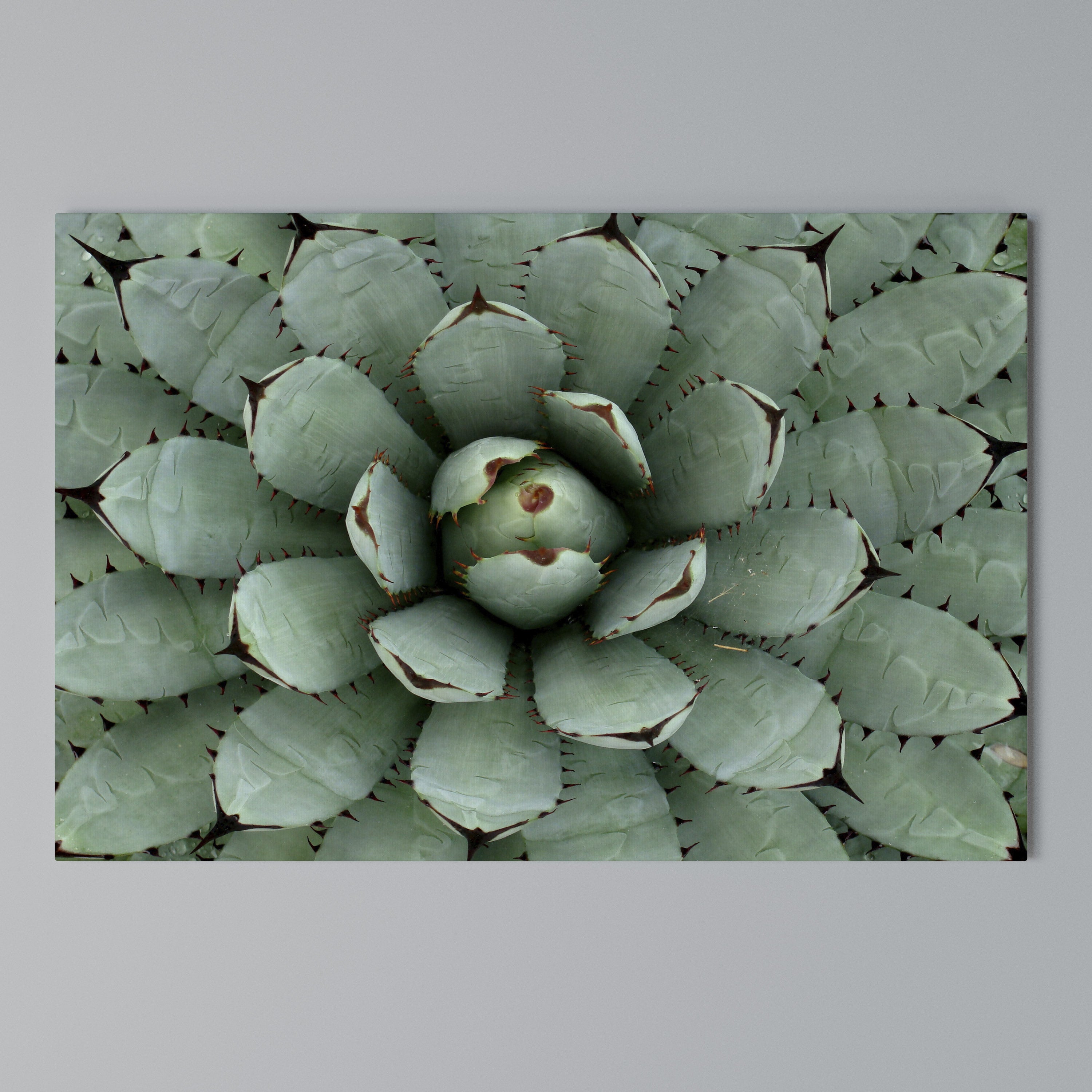 SUCCULENT SYMMETRY Poziomy obraz na płótnie