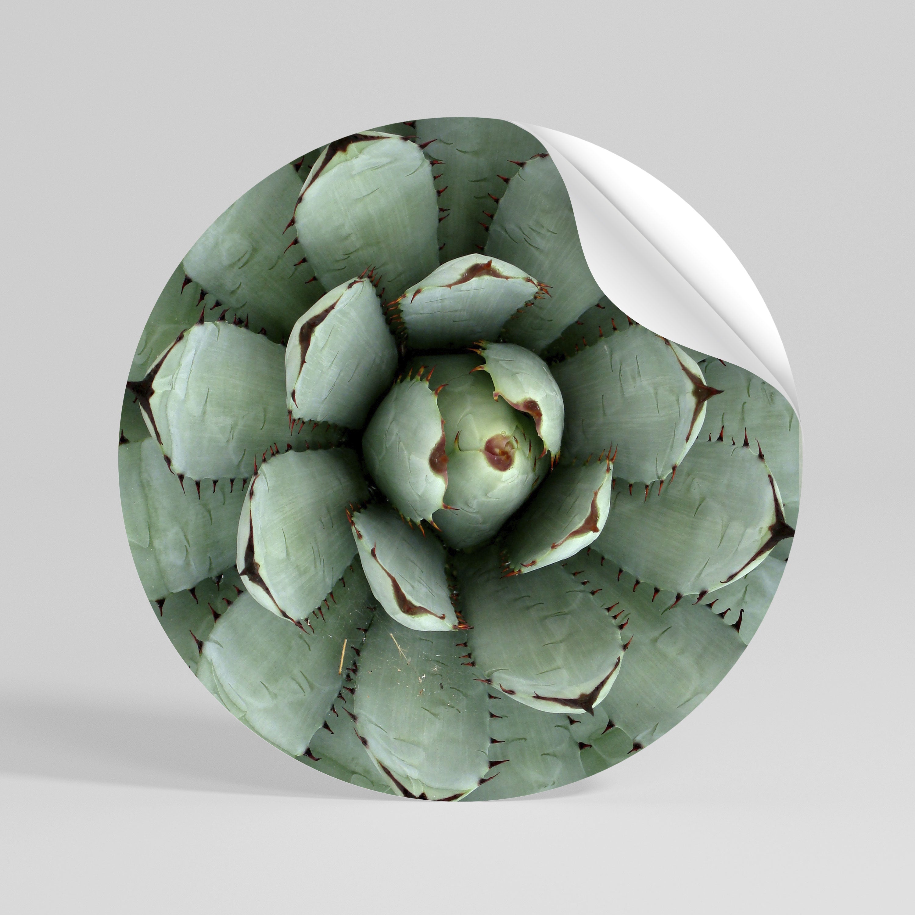 SUCCULENT SYMMETRY Naklejka - okrągła