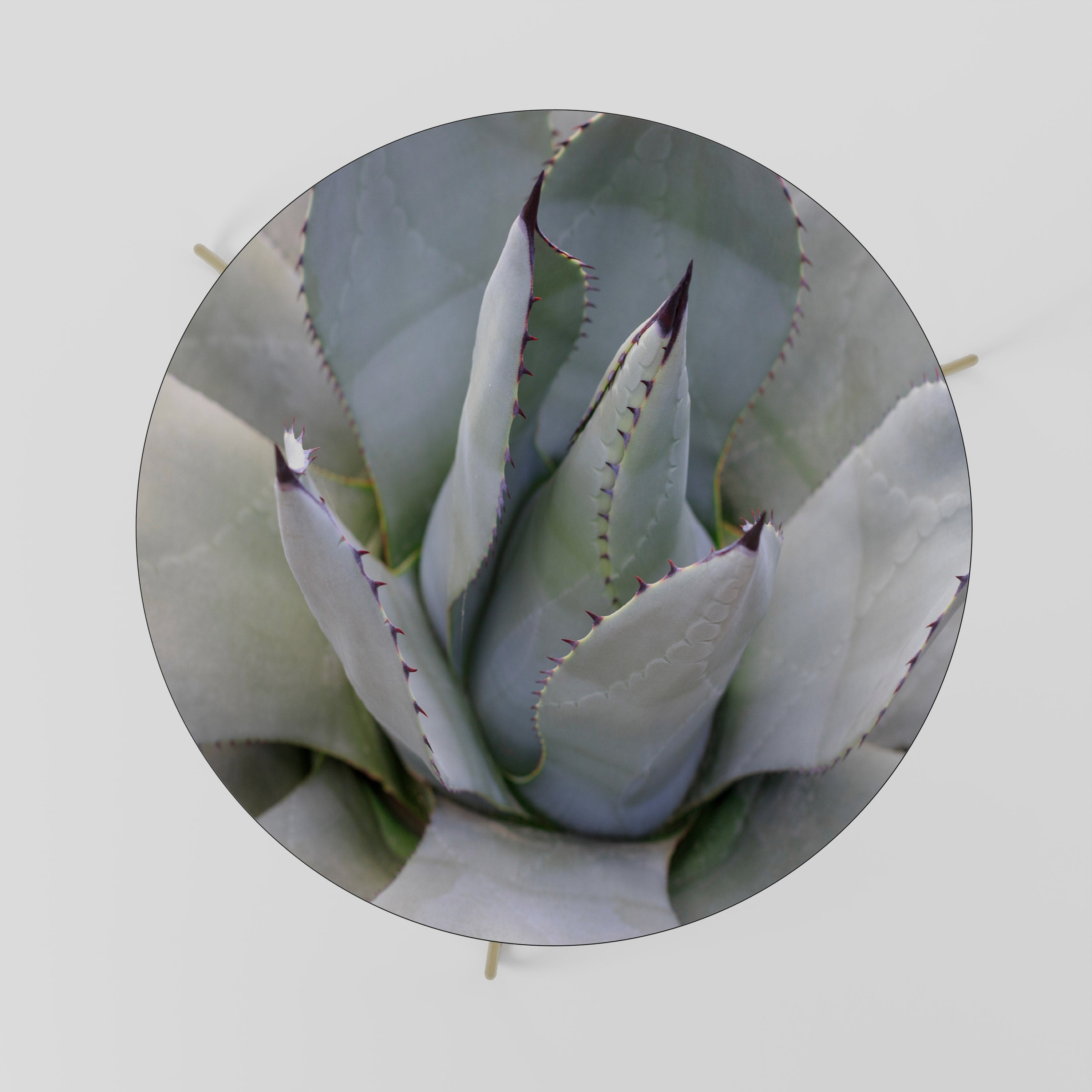 AGAVE ELEGANCE Stolik kawowy duży