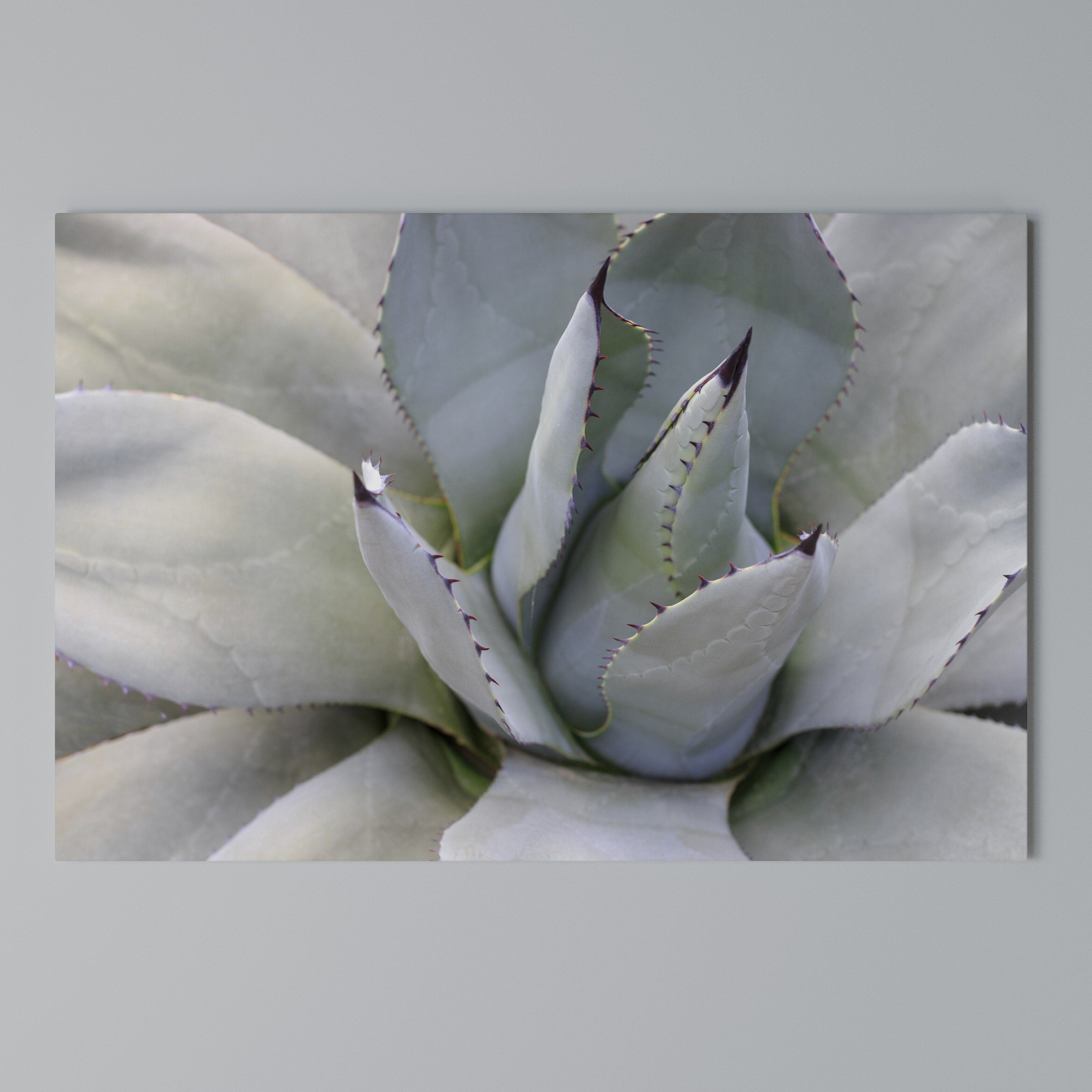 AGAVE ELEGANCE Poziomy obraz na płótnie