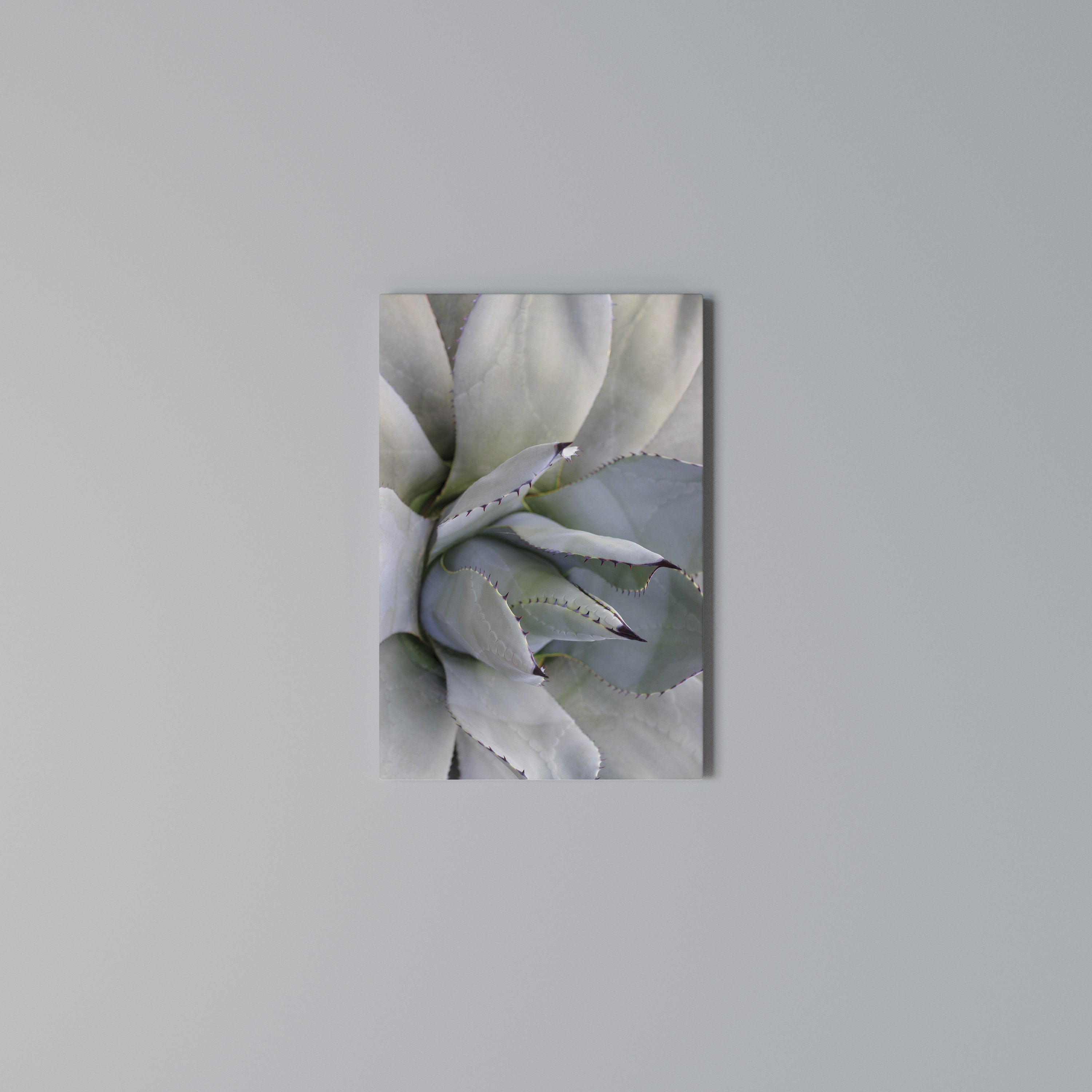 AGAVE ELEGANCE Pionowy obraz na płótnie