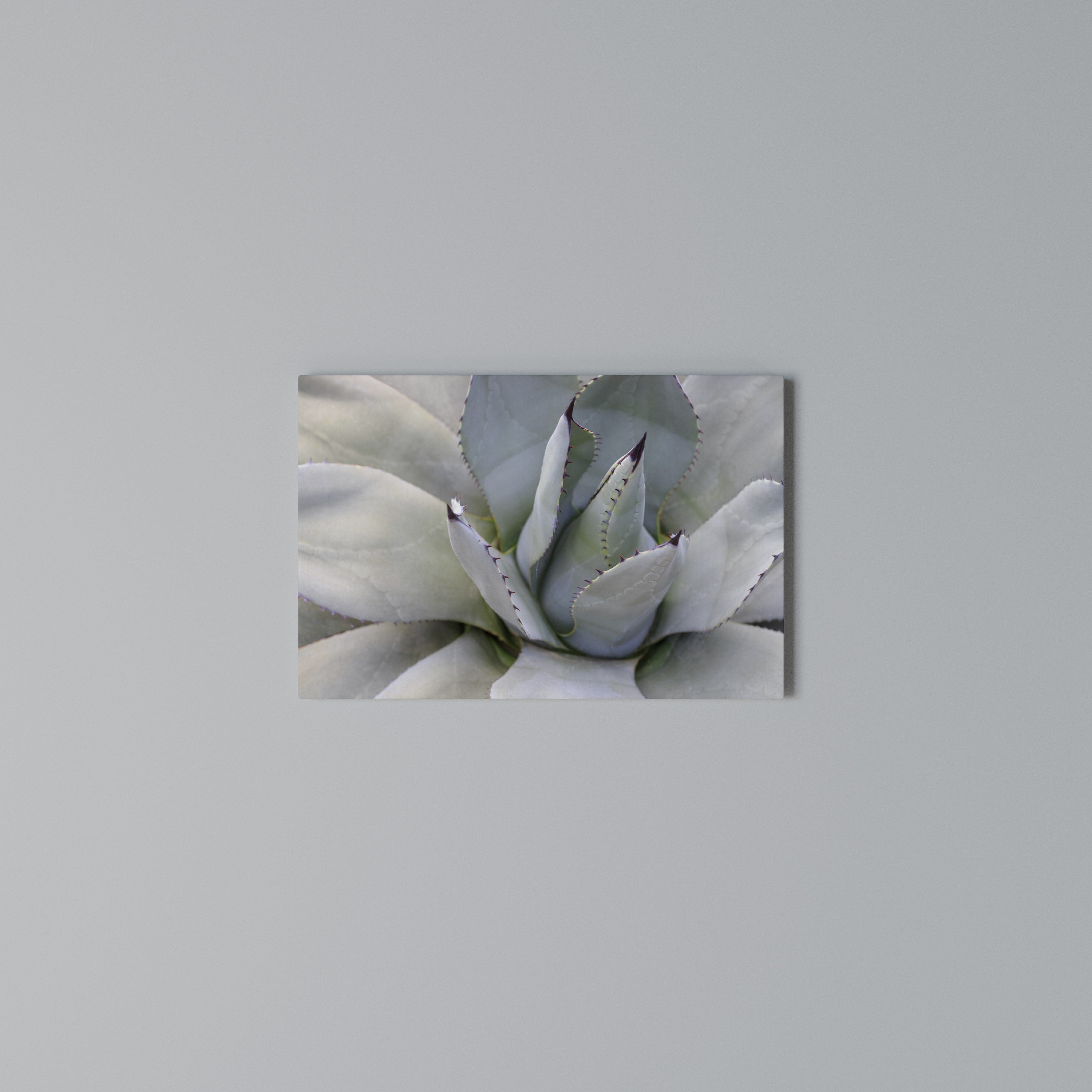 AGAVE ELEGANCE Poziomy obraz na płótnie