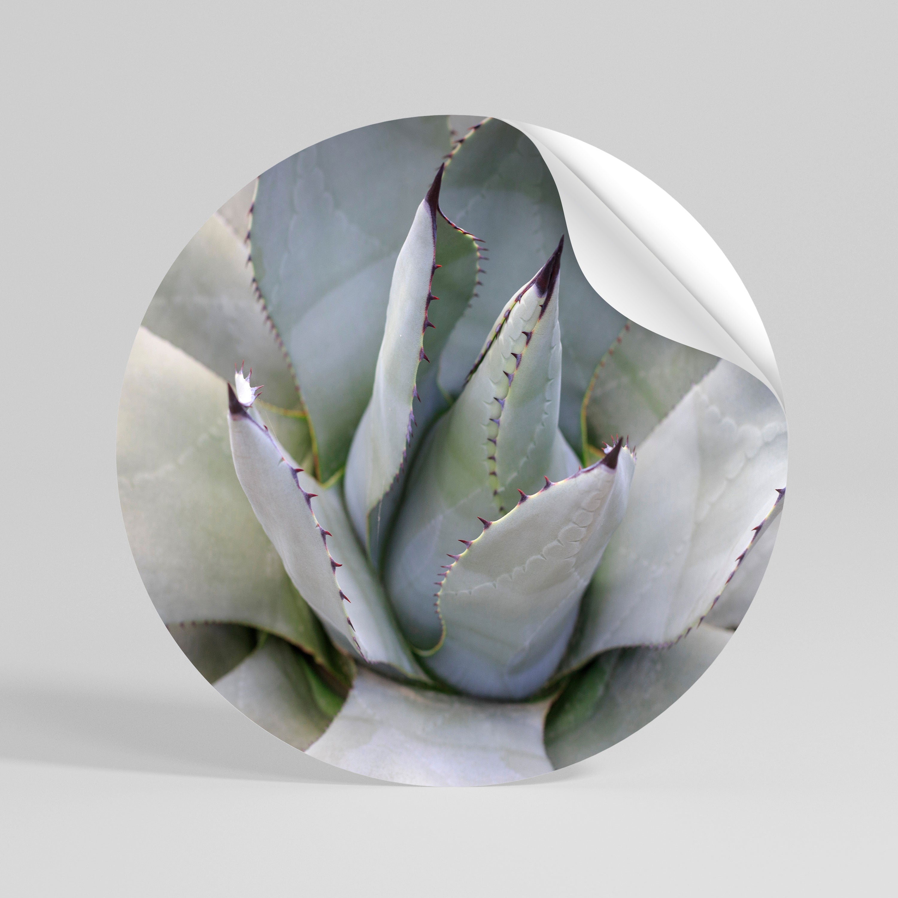 AGAVE ELEGANCE Naklejka - okrągła
