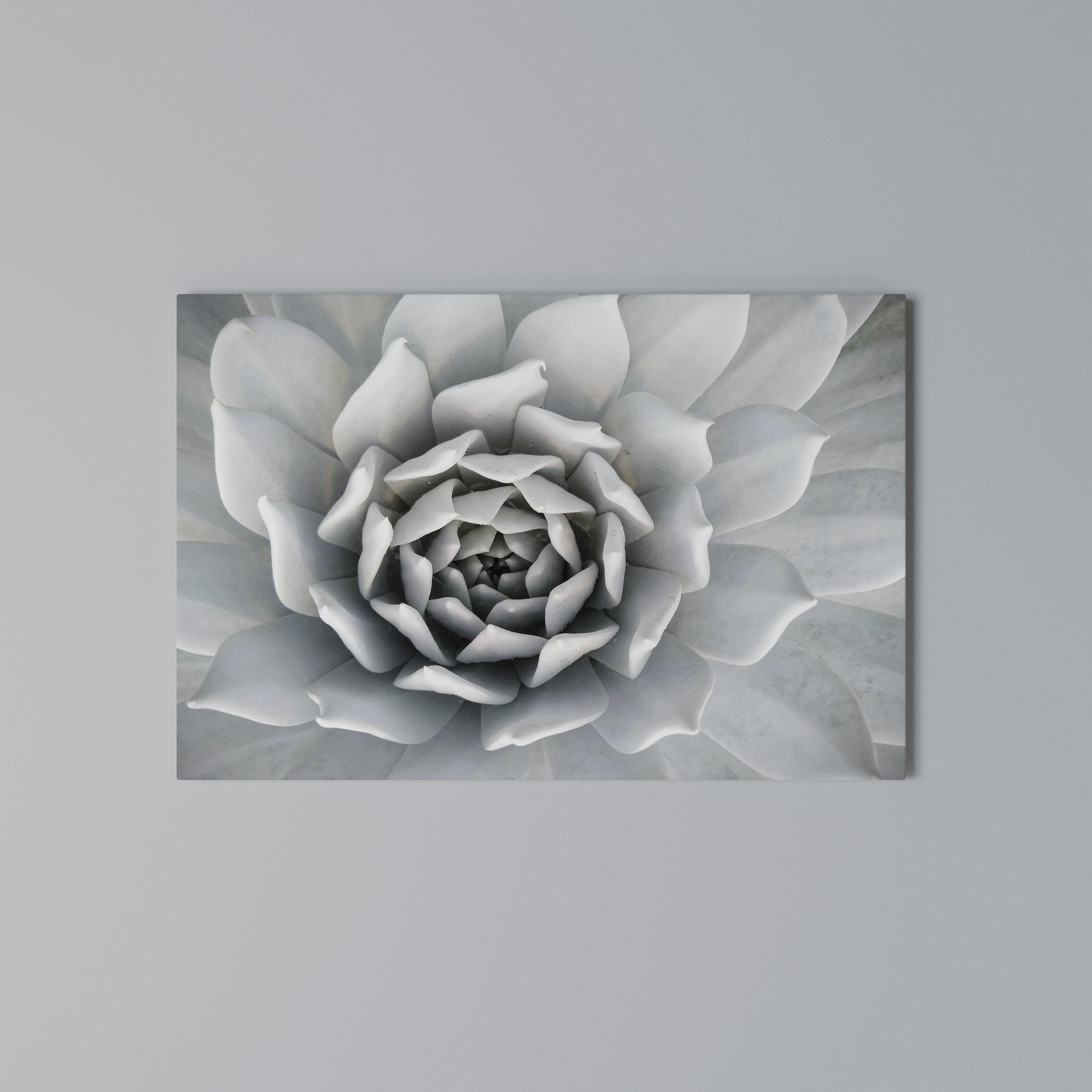 ELEGANT PETAL SWIRL Poziomy obraz na płótnie