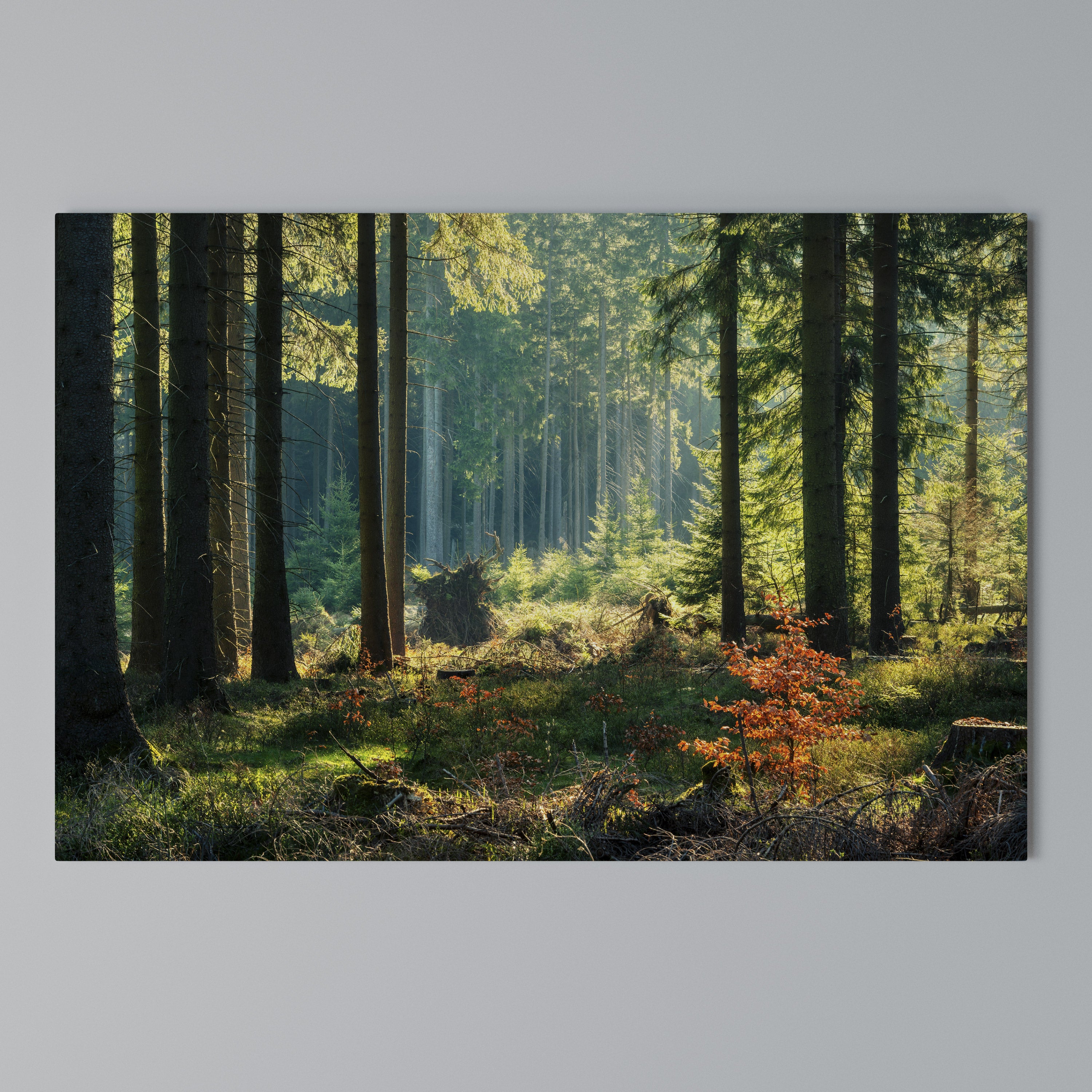 SUNLIT FOREST SERENADE Poziomy obraz na płótnie