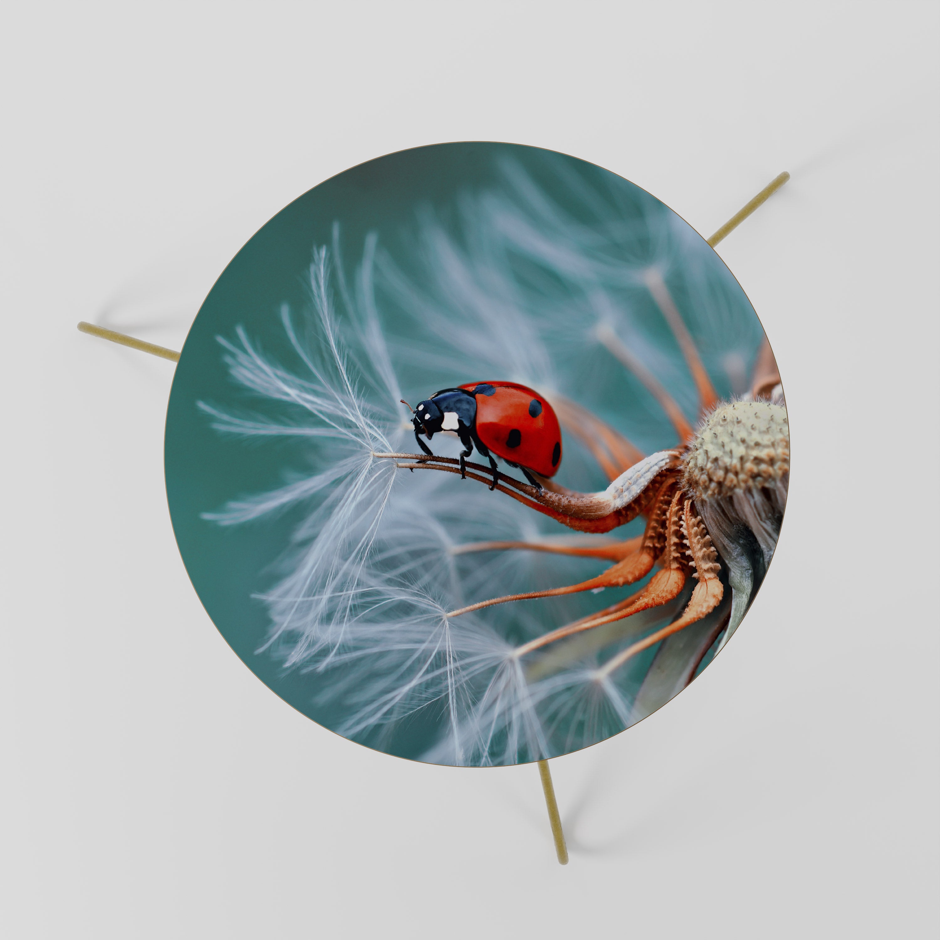 LADYBUG BALANCE Stolik kawowy mały