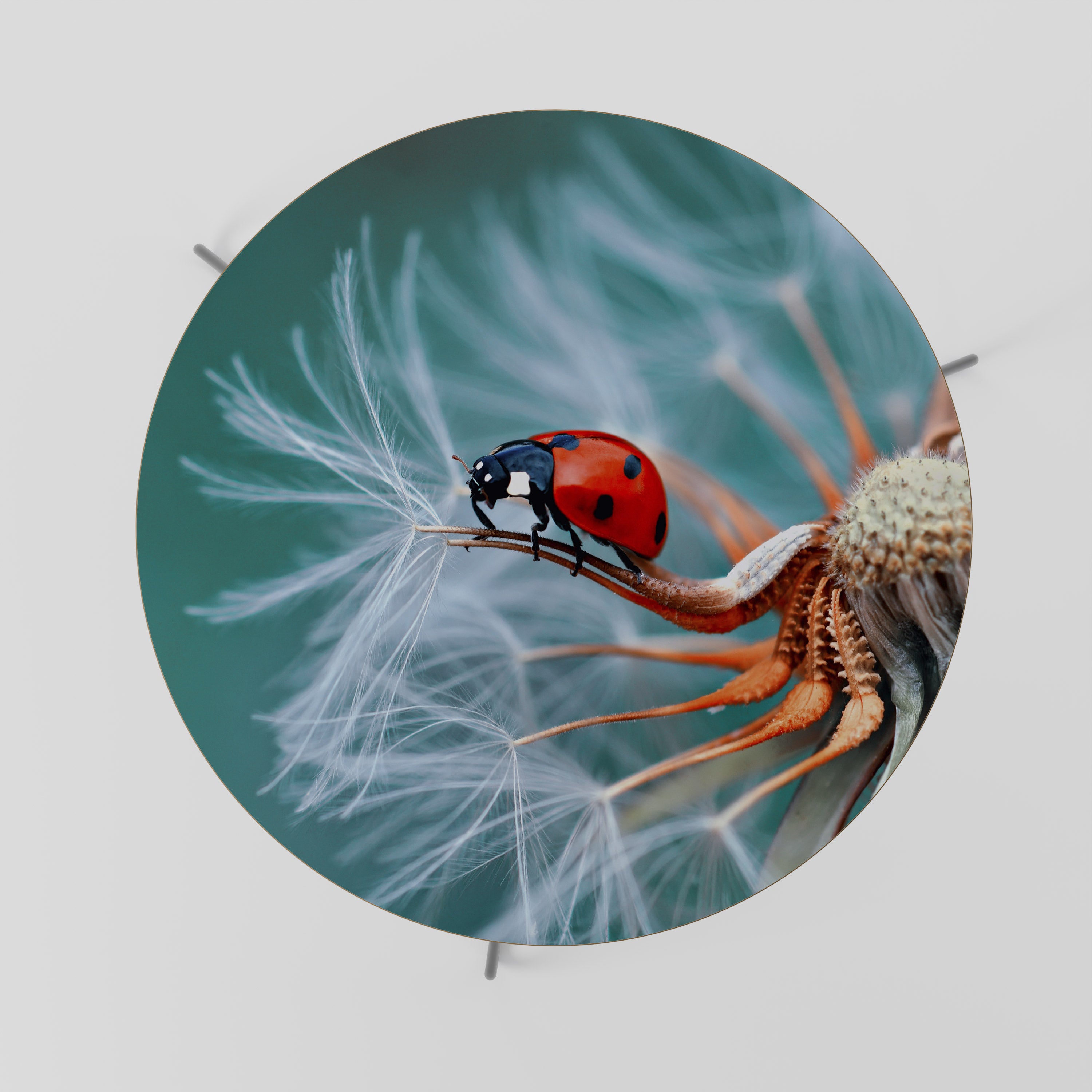 LADYBUG BALANCE Stolik kawowy duży