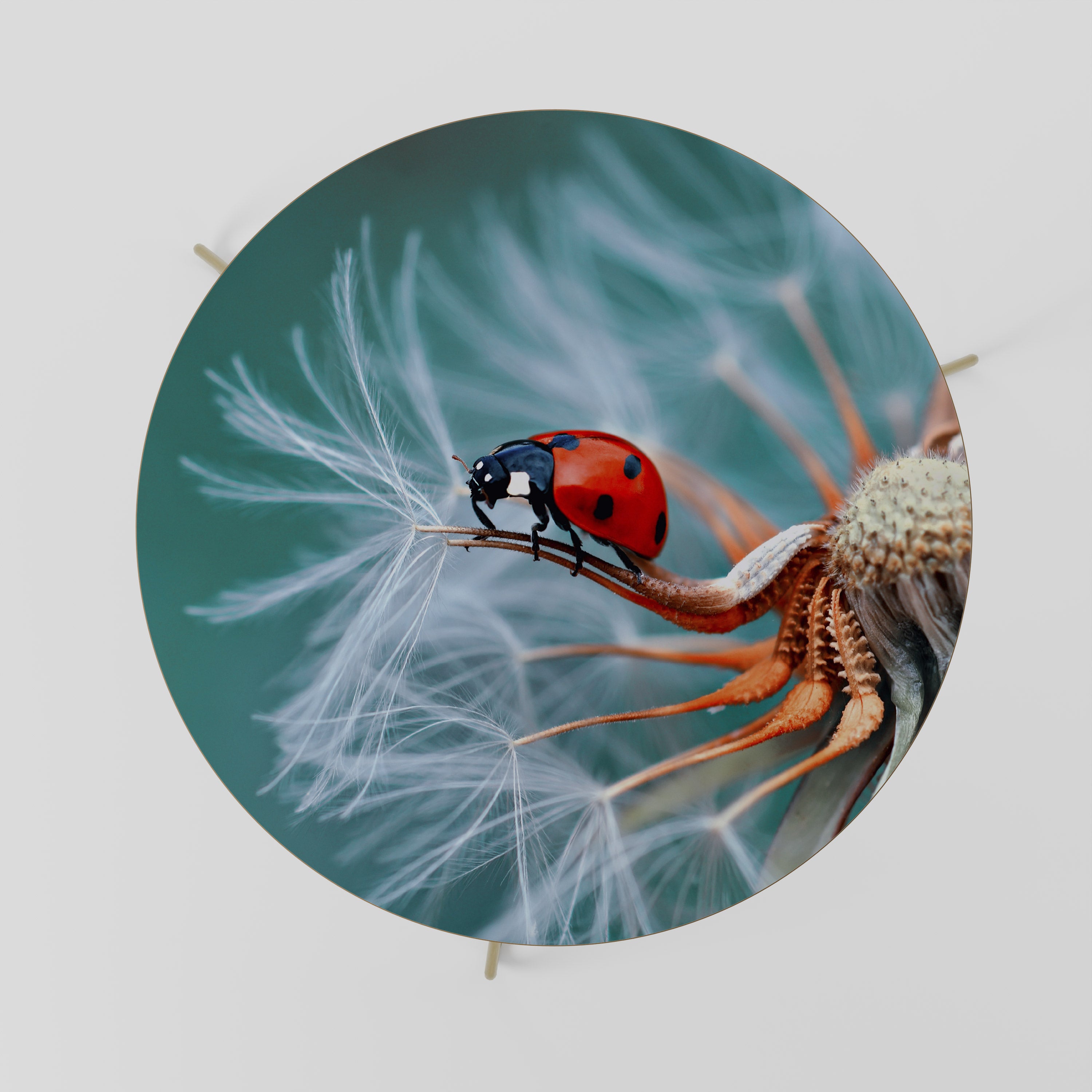 LADYBUG BALANCE Stolik kawowy duży
