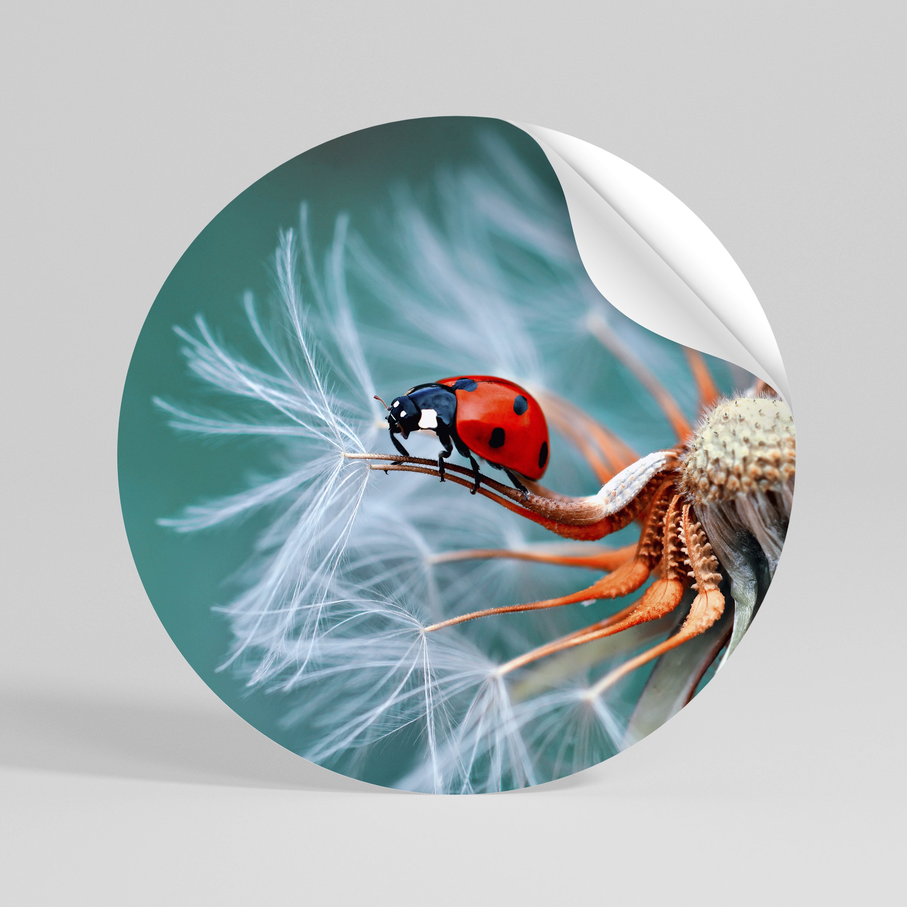 LADYBUG BALANCE Naklejka - okrągła