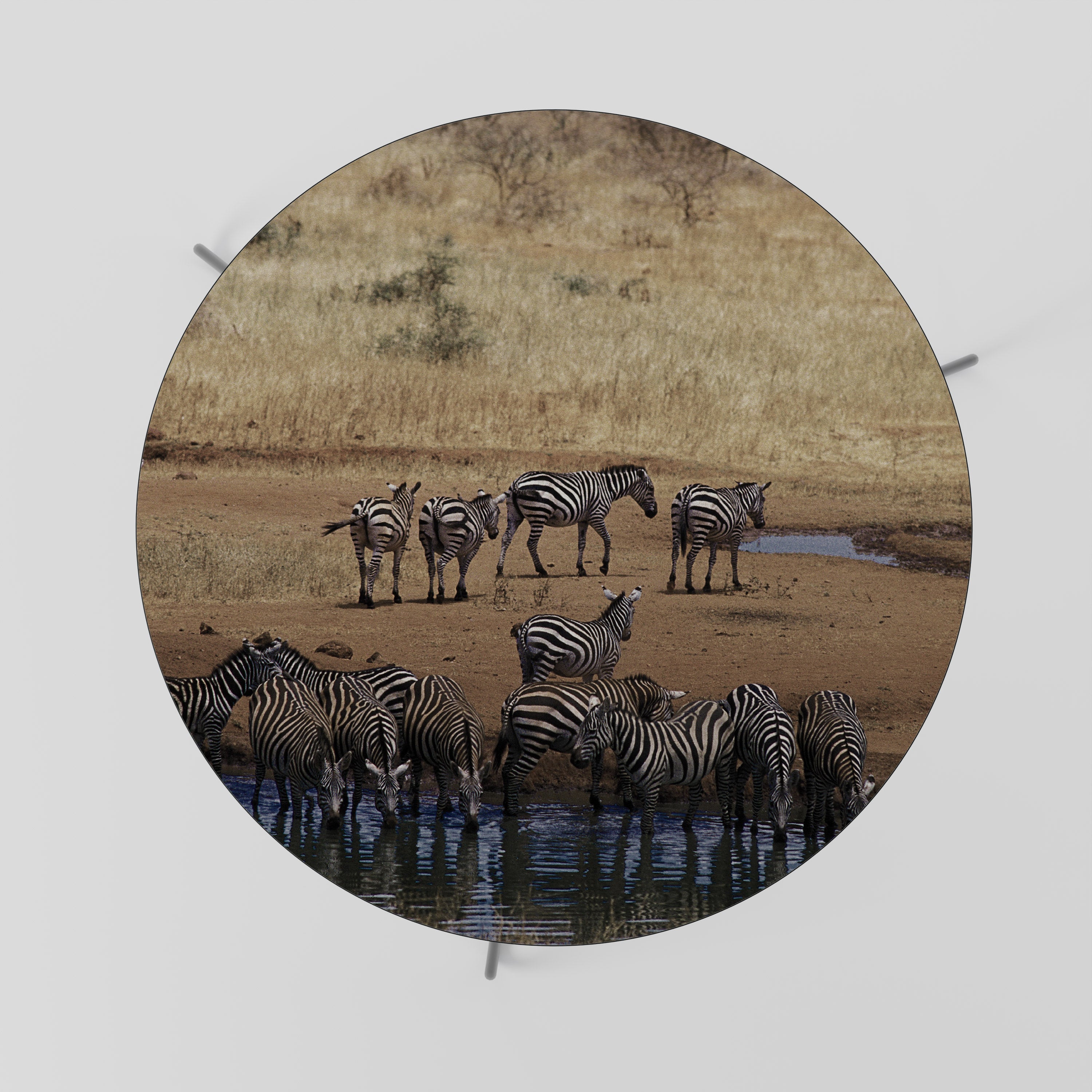 THE ZEBRA HARMONY Stolik kawowy duży