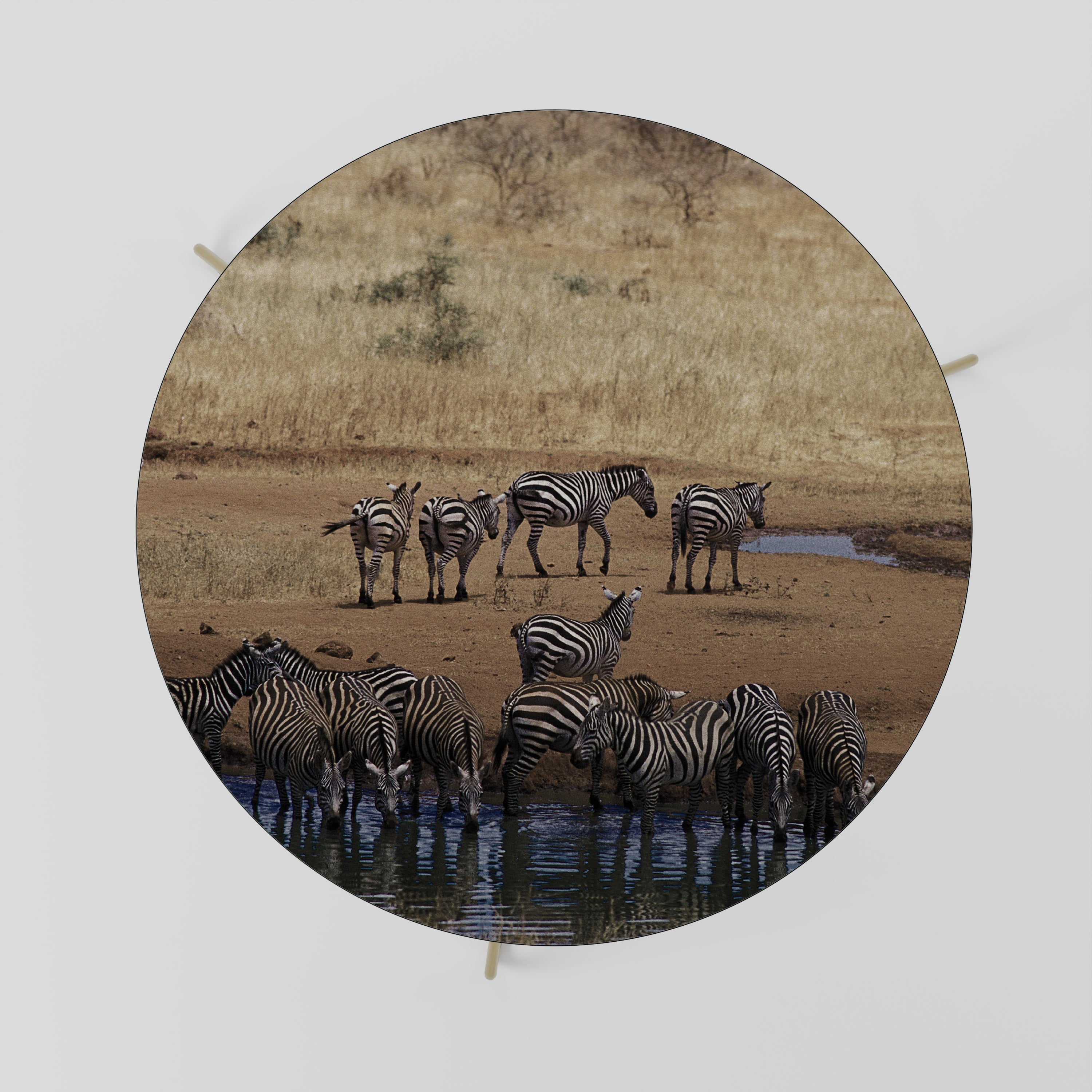 THE ZEBRA HARMONY Stolik kawowy duży
