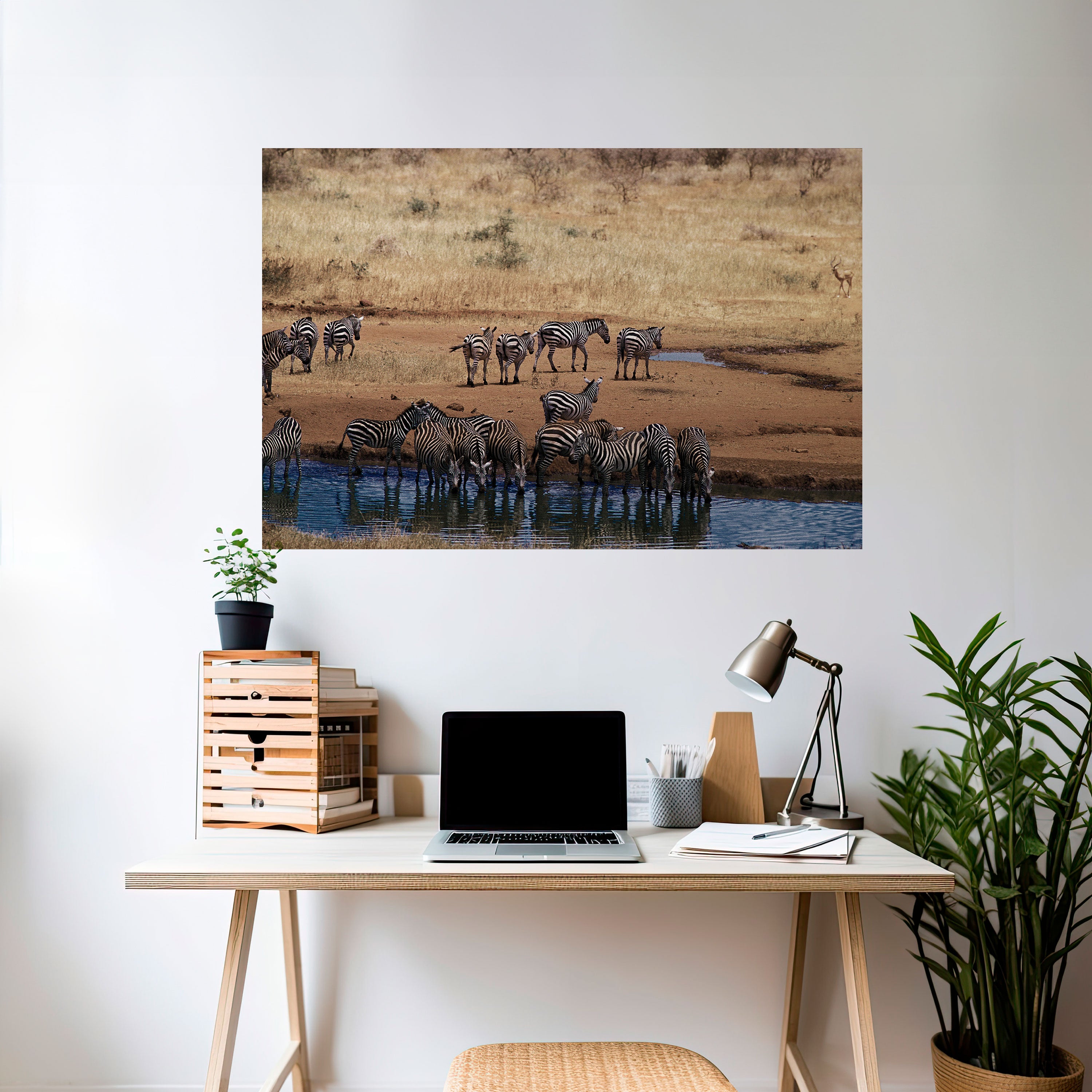 THE ZEBRA HARMONY Naklejka/Plakat poziomy