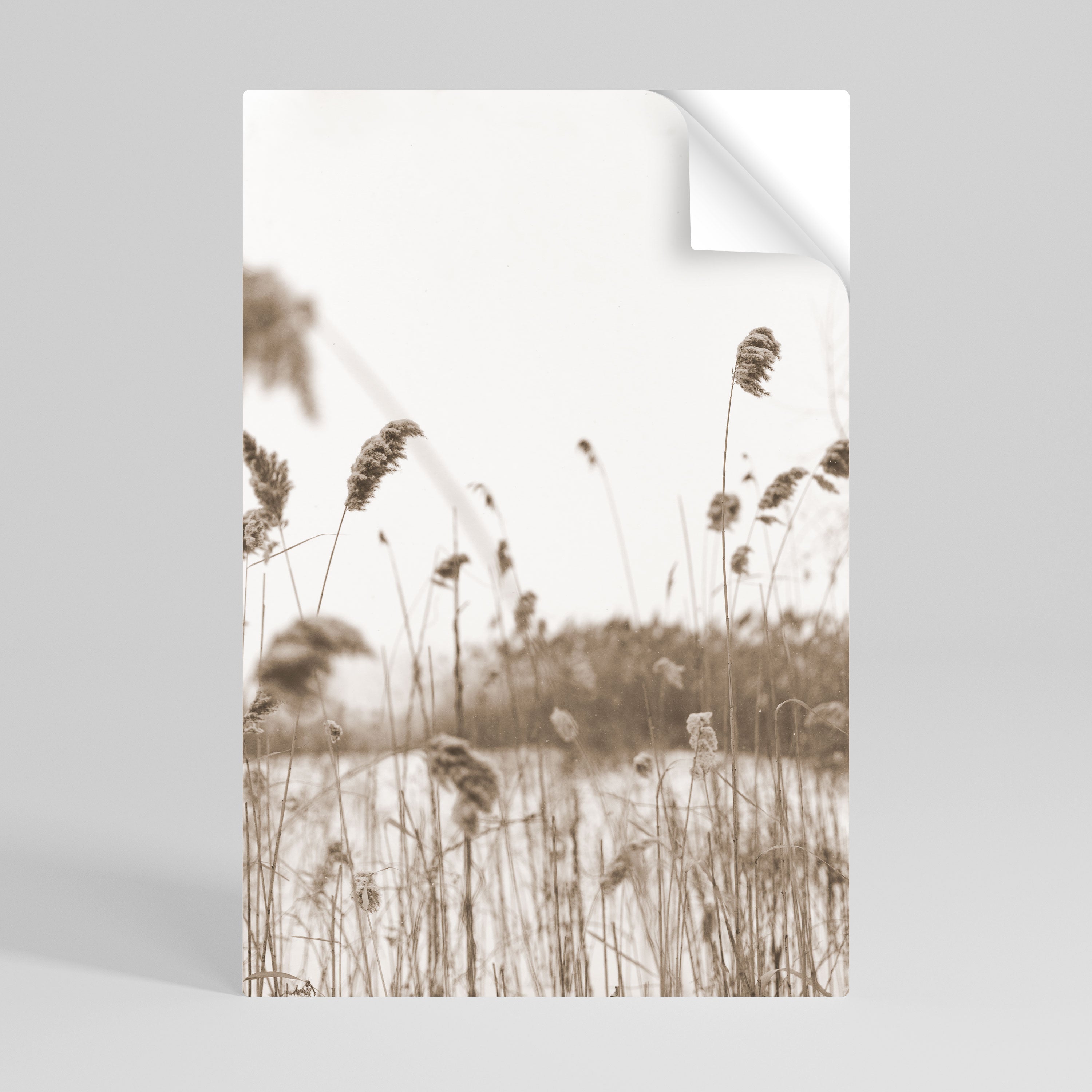 TIMELESS TUSSOCKS Naklejka/Plakat pionowy