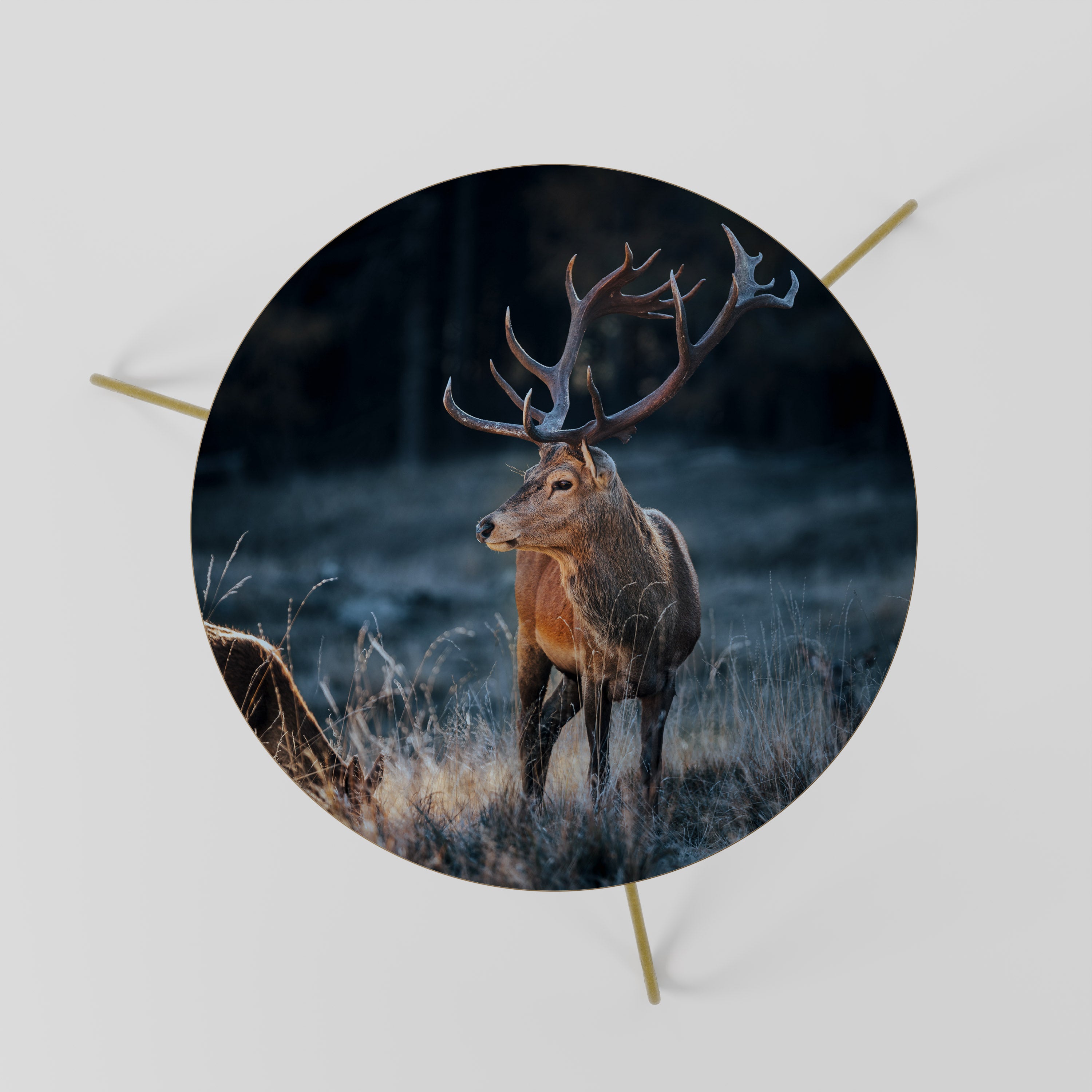 ANTLERED REGALITY Stolik kawowy mały