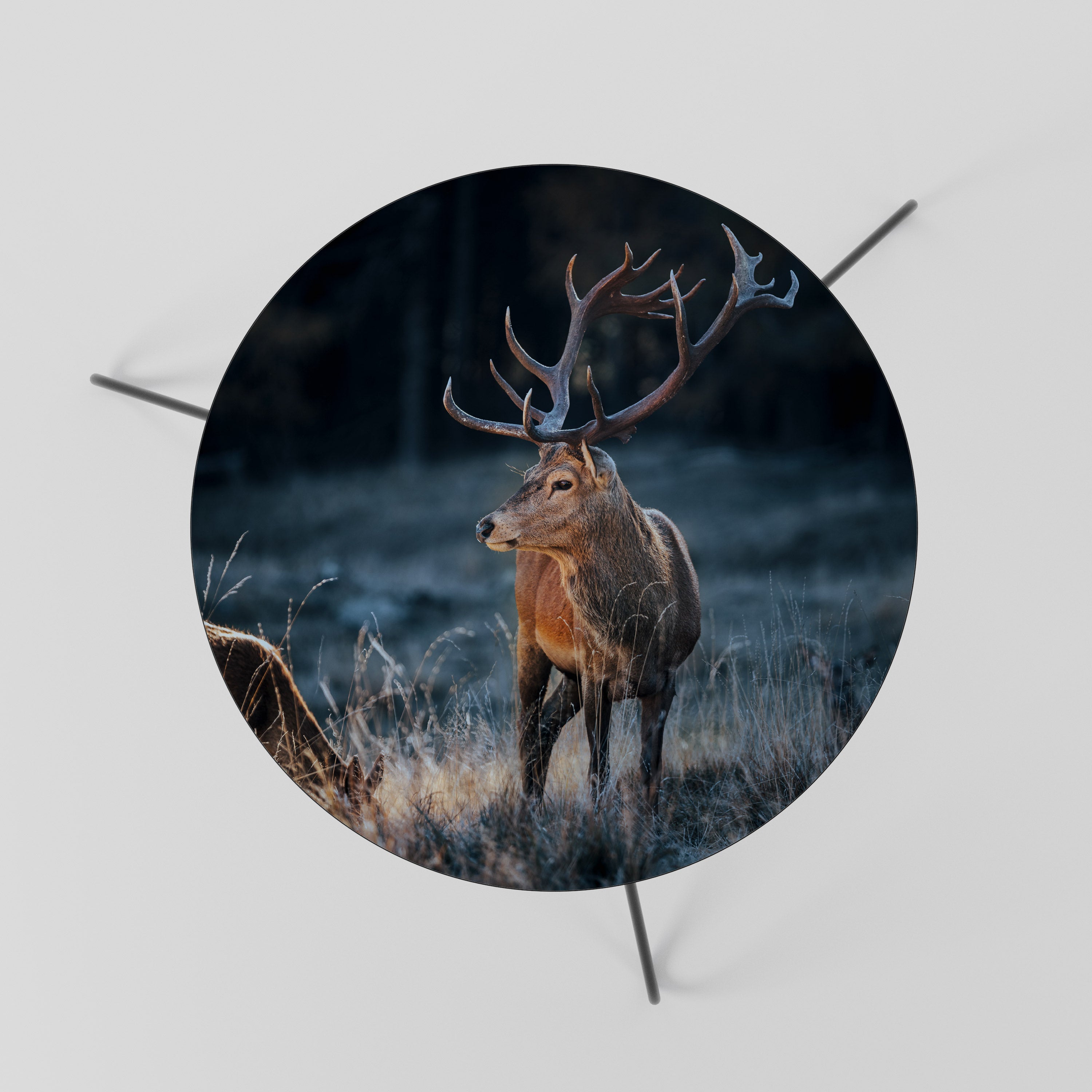 ANTLERED REGALITY Stolik kawowy mały