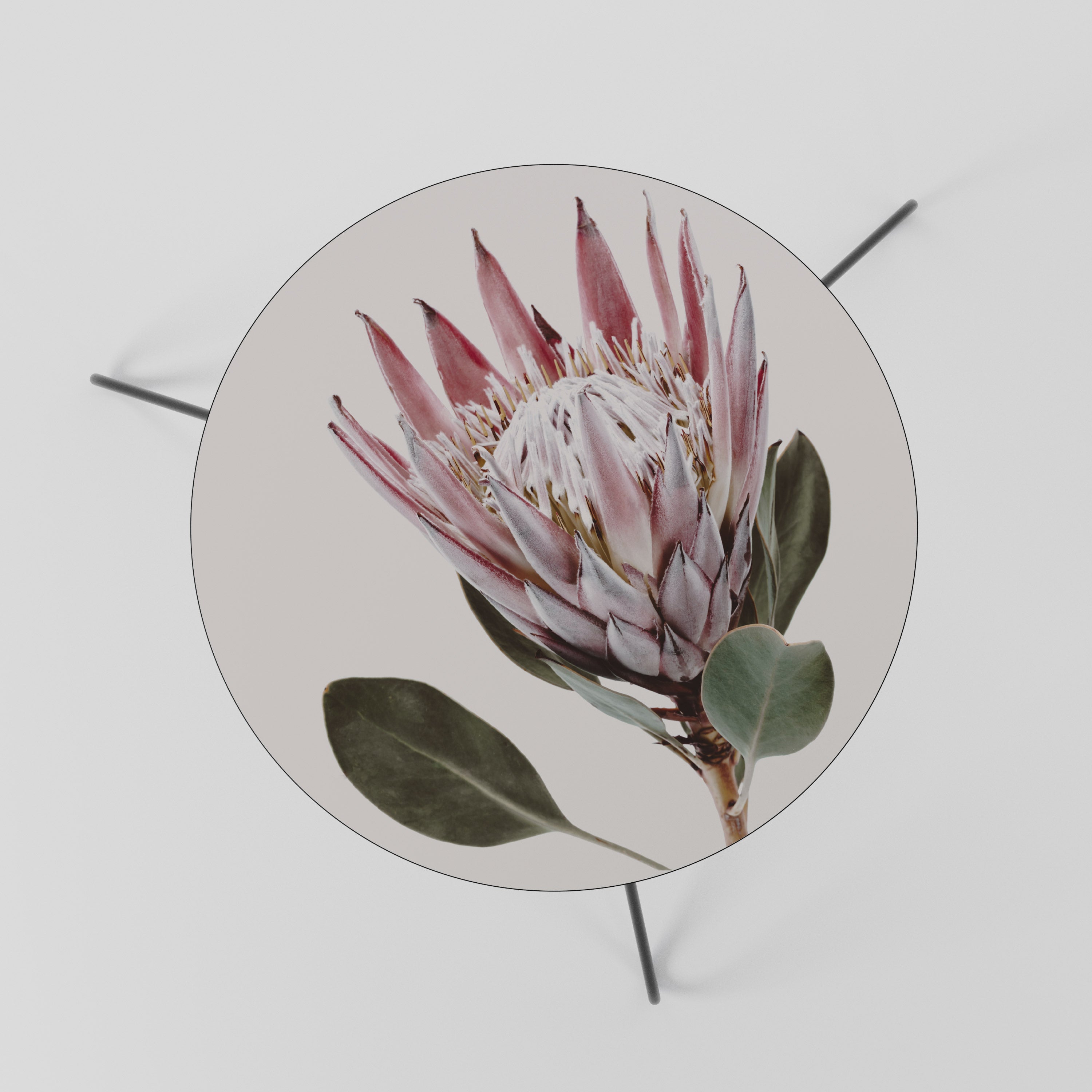PROTEA FLOWER Stolik kawowy mały
