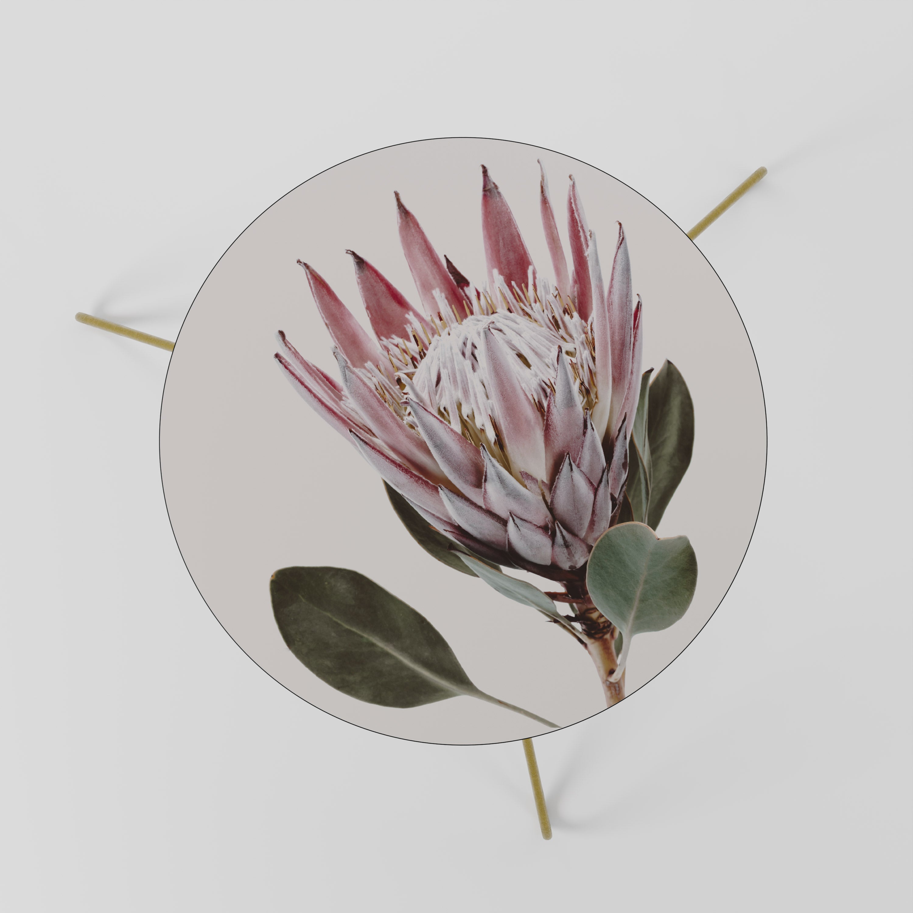 PROTEA FLOWER Stolik kawowy mały