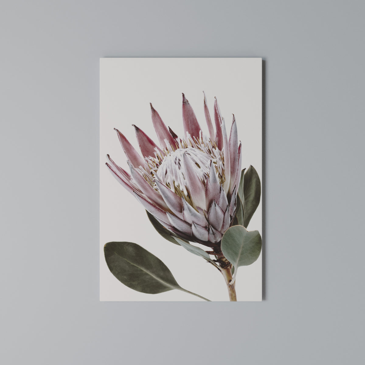PROTEA FLOWER Pionowy obraz na płótnie