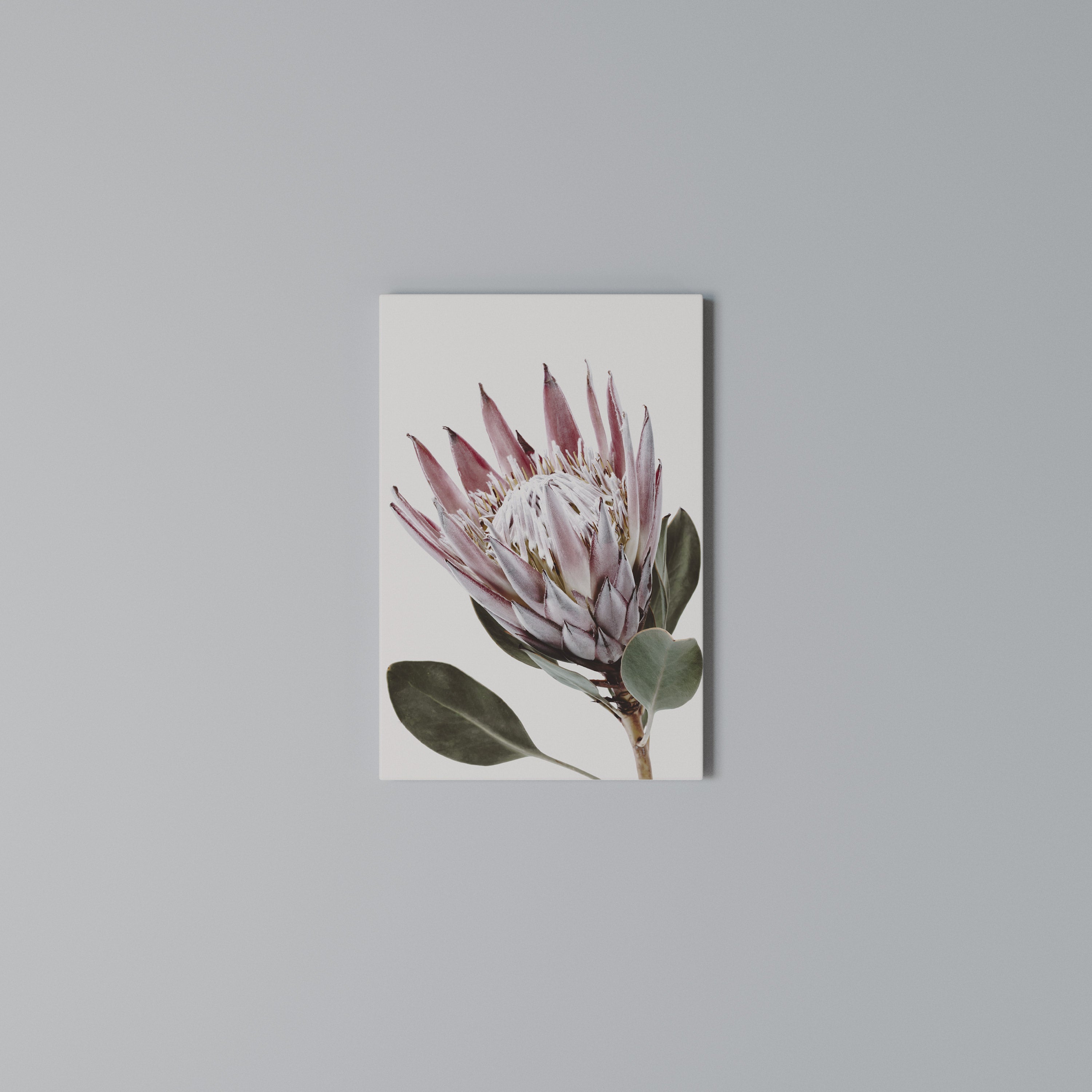 PROTEA FLOWER Pionowy obraz na płótnie