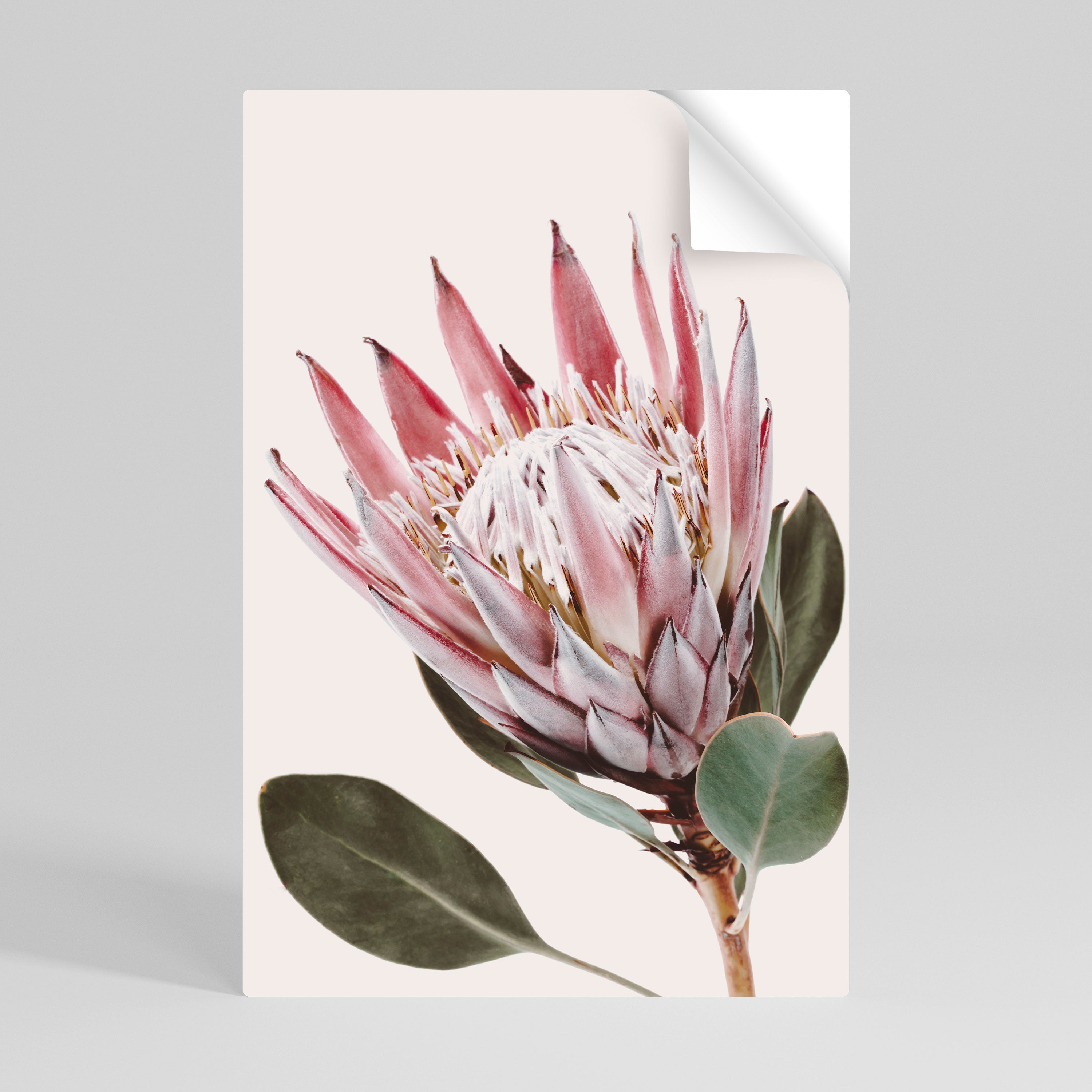 PROTEA FLOWER Naklejka/Plakat pionowy