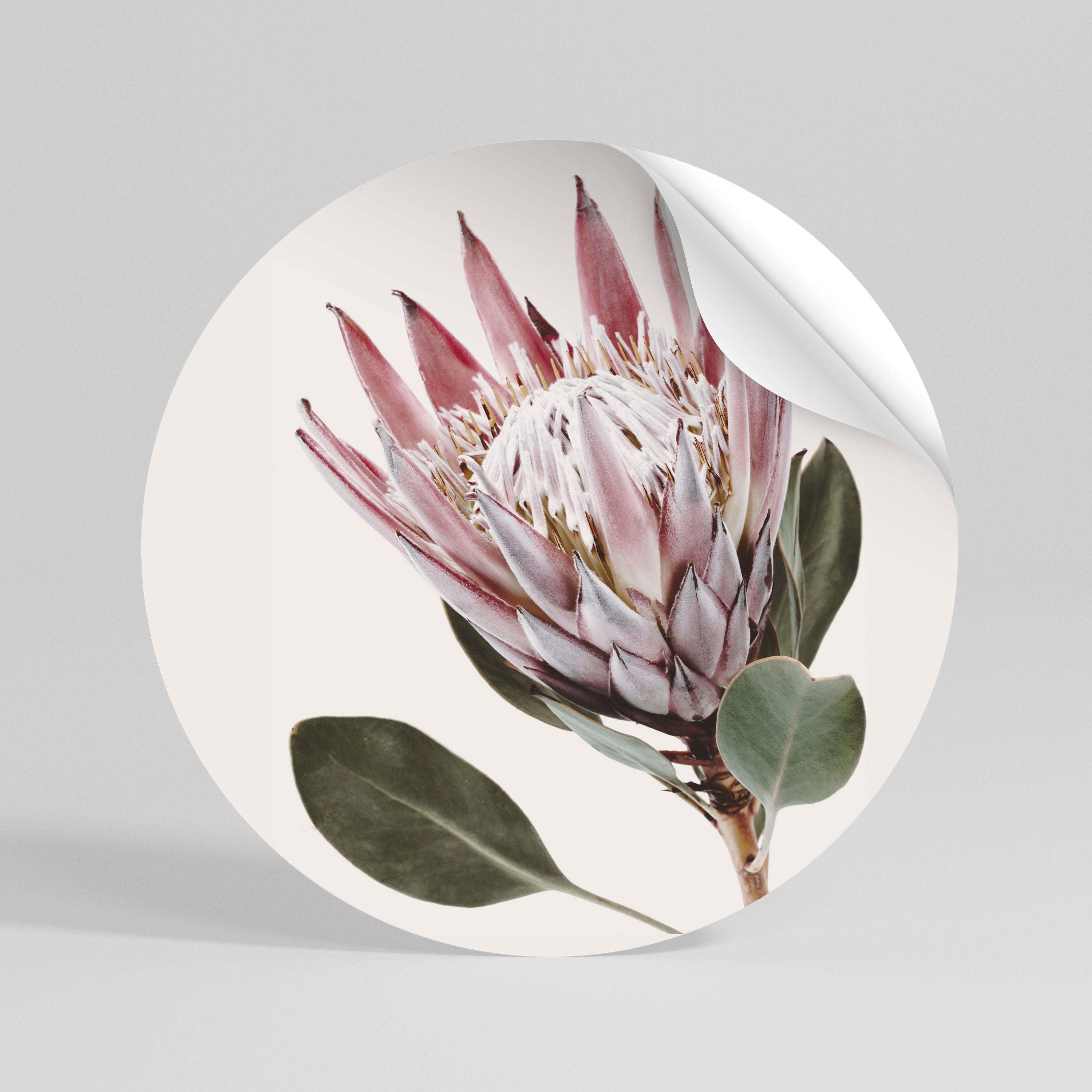 PROTEA FLOWER Naklejka - okrągła
