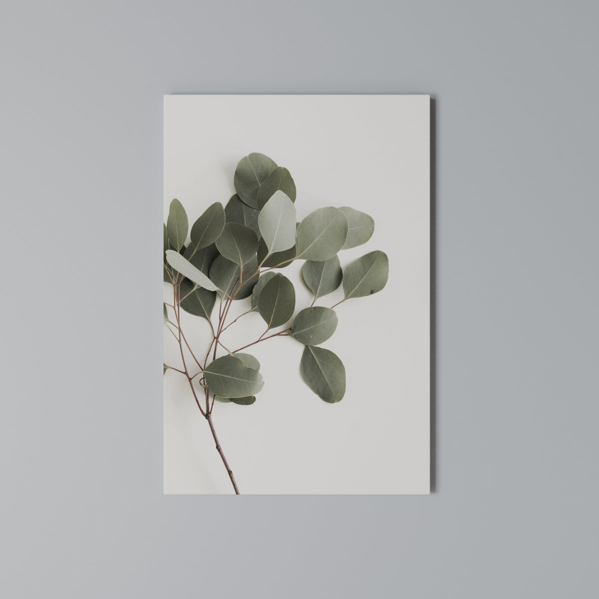 EUCALYPTUS BRANCH Pionowy obraz na płótnie