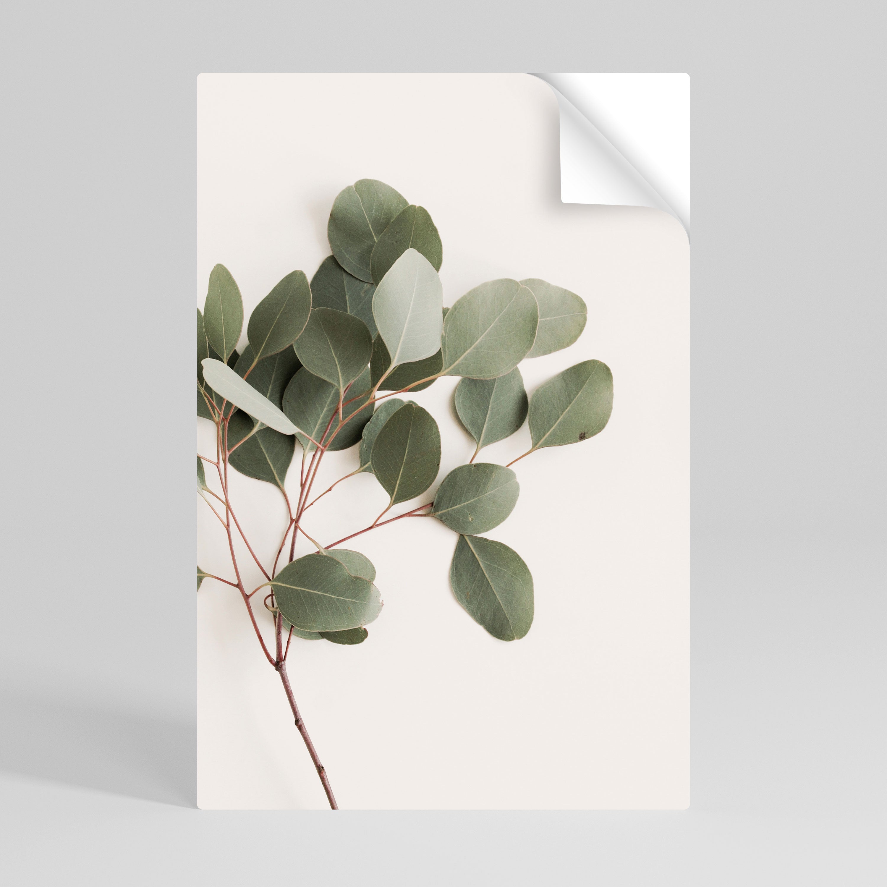 EUCALYPTUS BRANCH Naklejka/Plakat pionowy