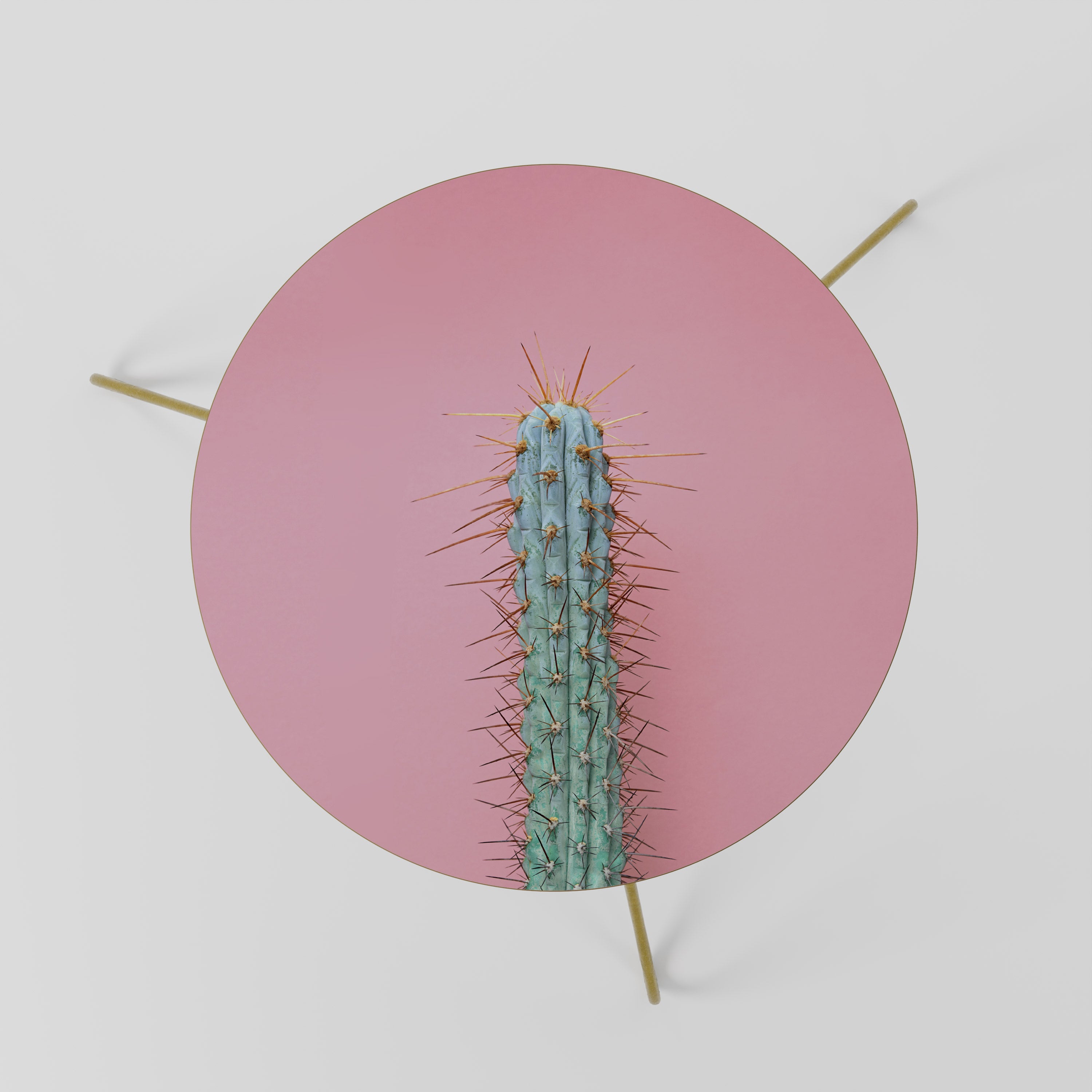 MISTER CACTUS Stolik kawowy mały