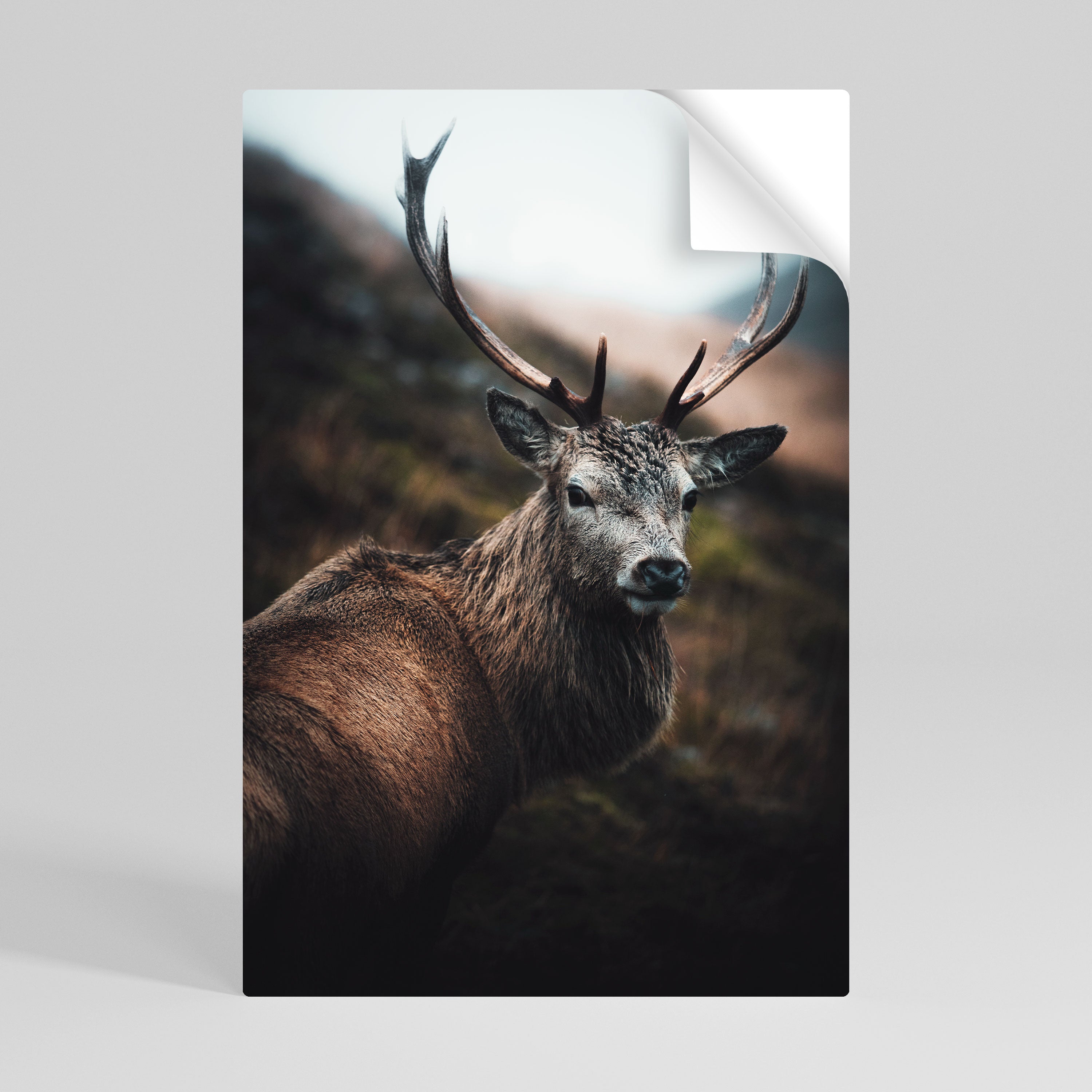 ELEGANT WILDERNESS GUARDIAN Naklejka/Plakat pionowy