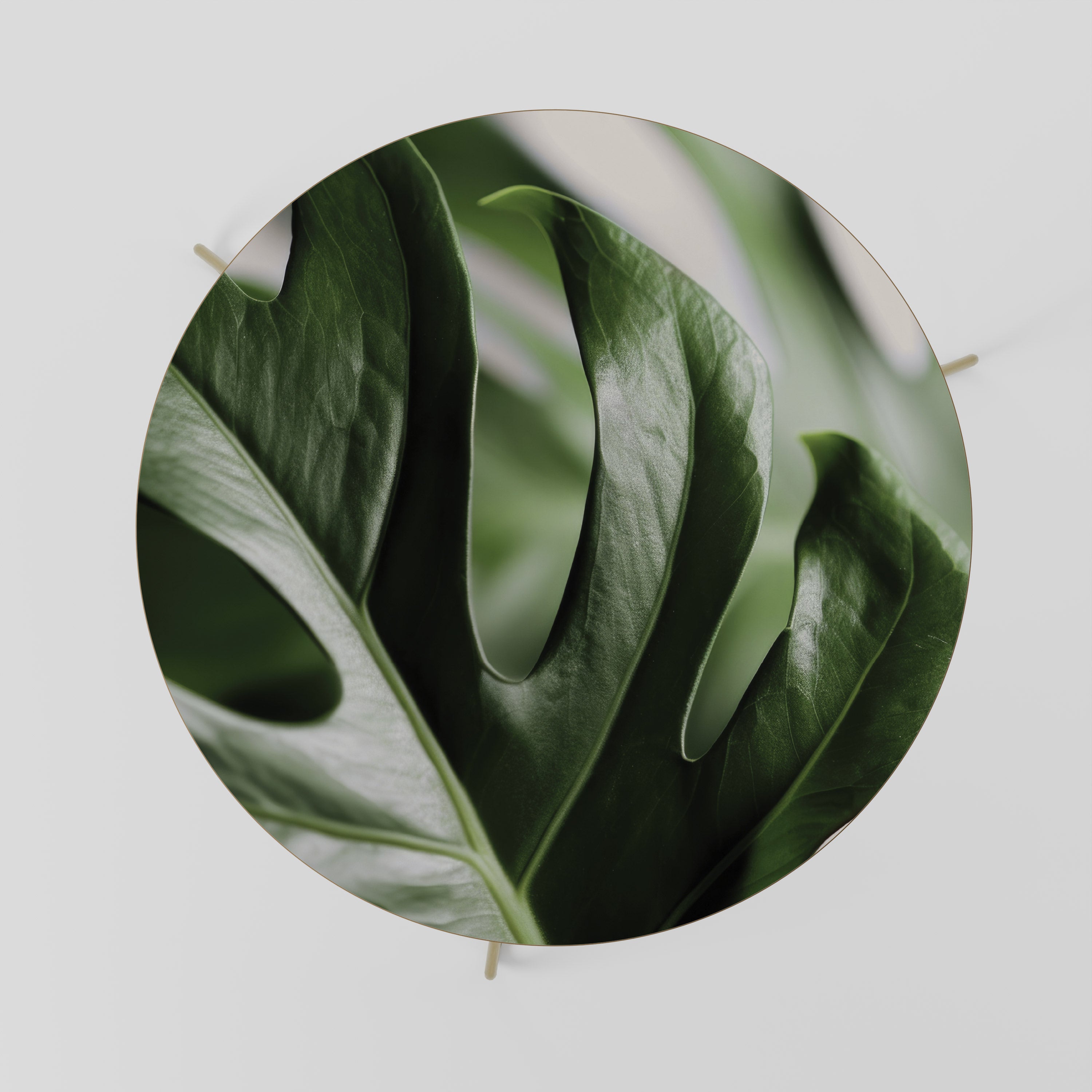 SHARP MONSTERA Stolik kawowy duży
