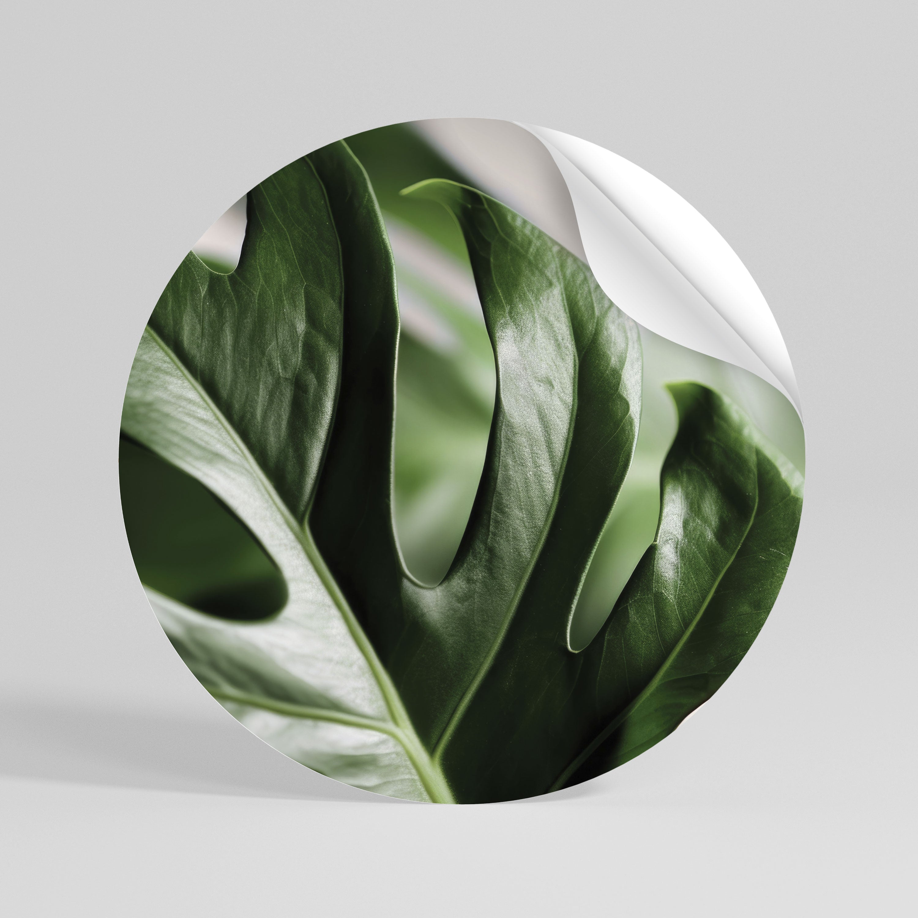 SHARP MONSTERA Naklejka - okrągła