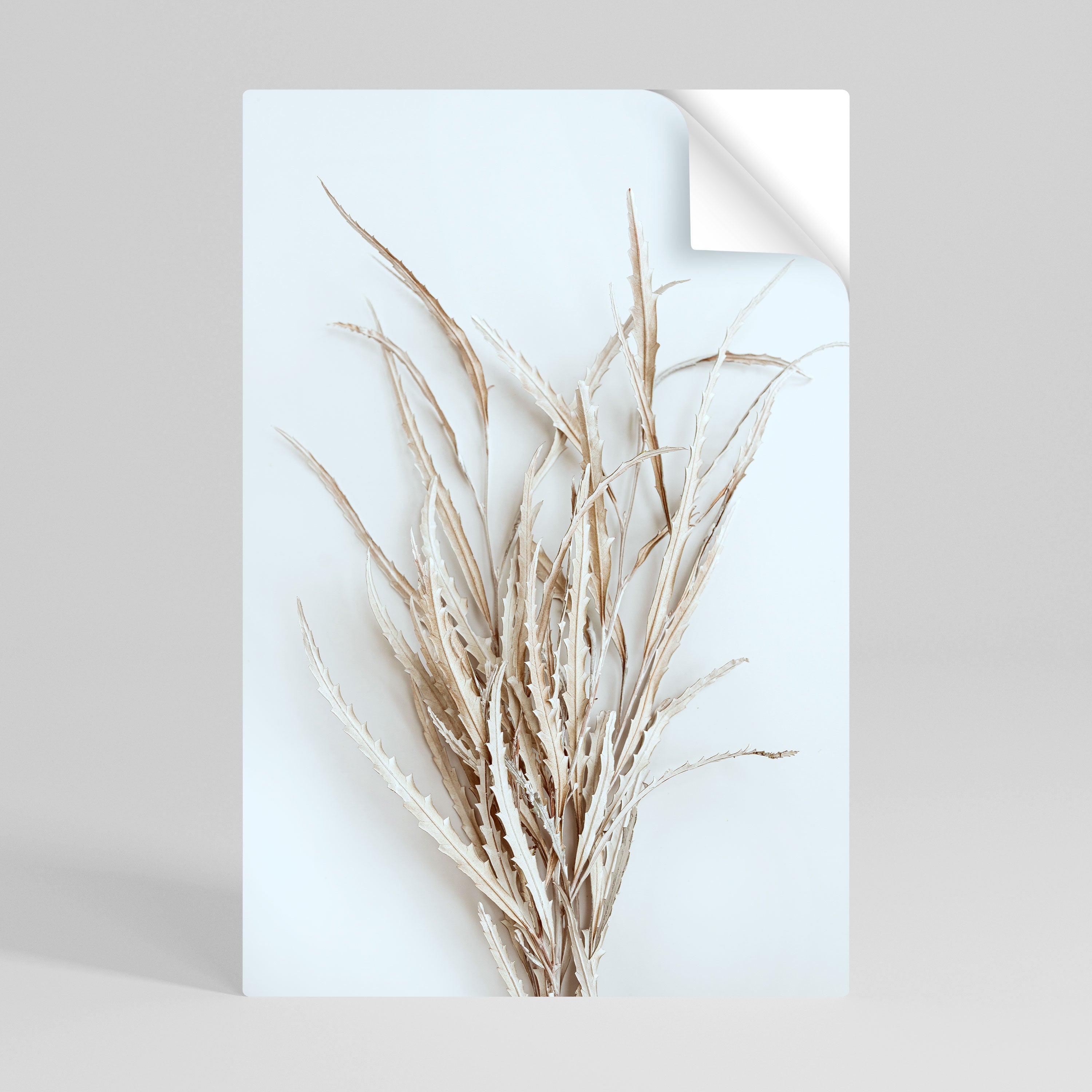 DRIED DREAMS DISPLAY Naklejka/Plakat pionowy