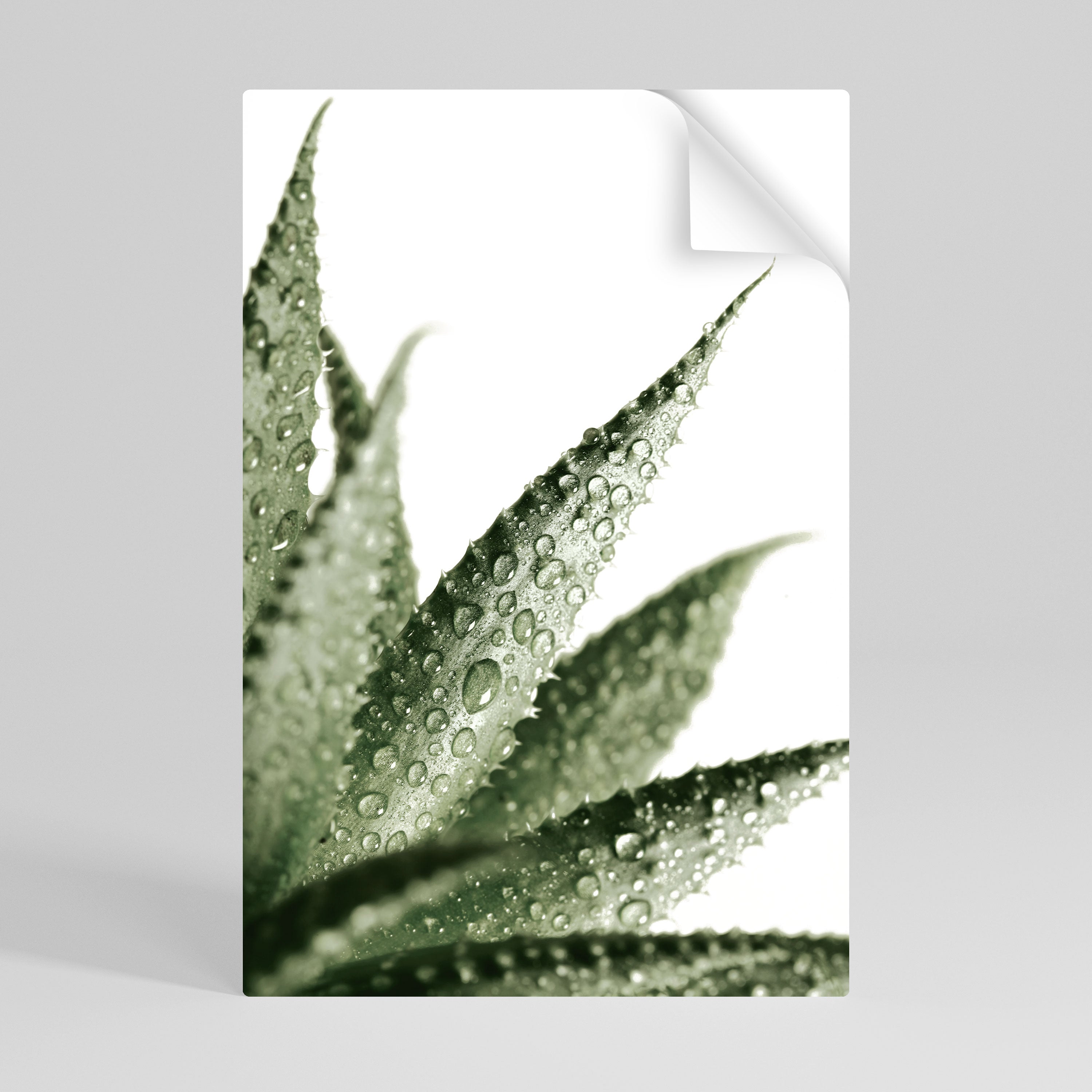 DEWDROP SYMPHONY Naklejka/Plakat pionowy