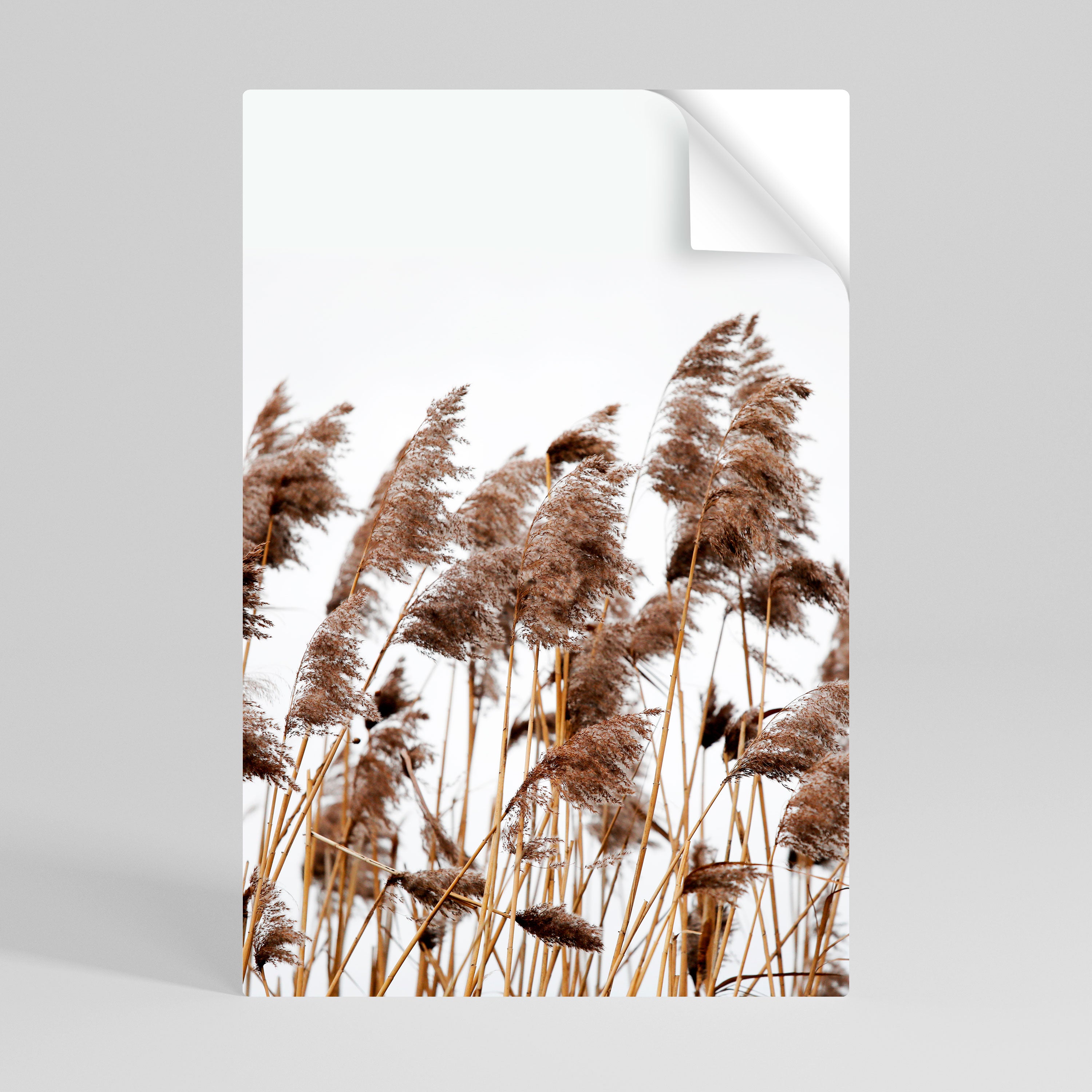 DANCE OF REEDS Naklejka/Plakat pionowy