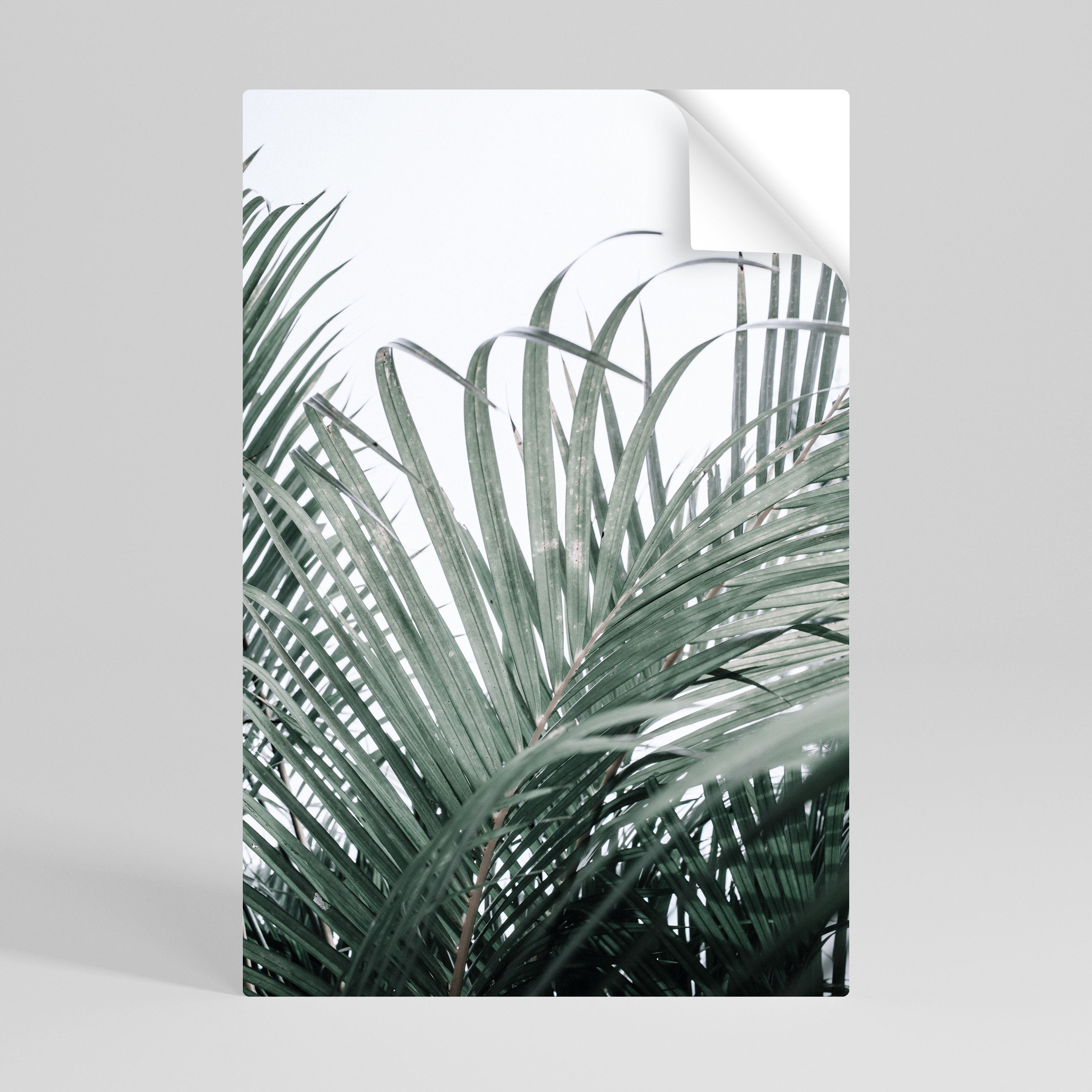 PALM WHISPERS Naklejka/Plakat pionowy