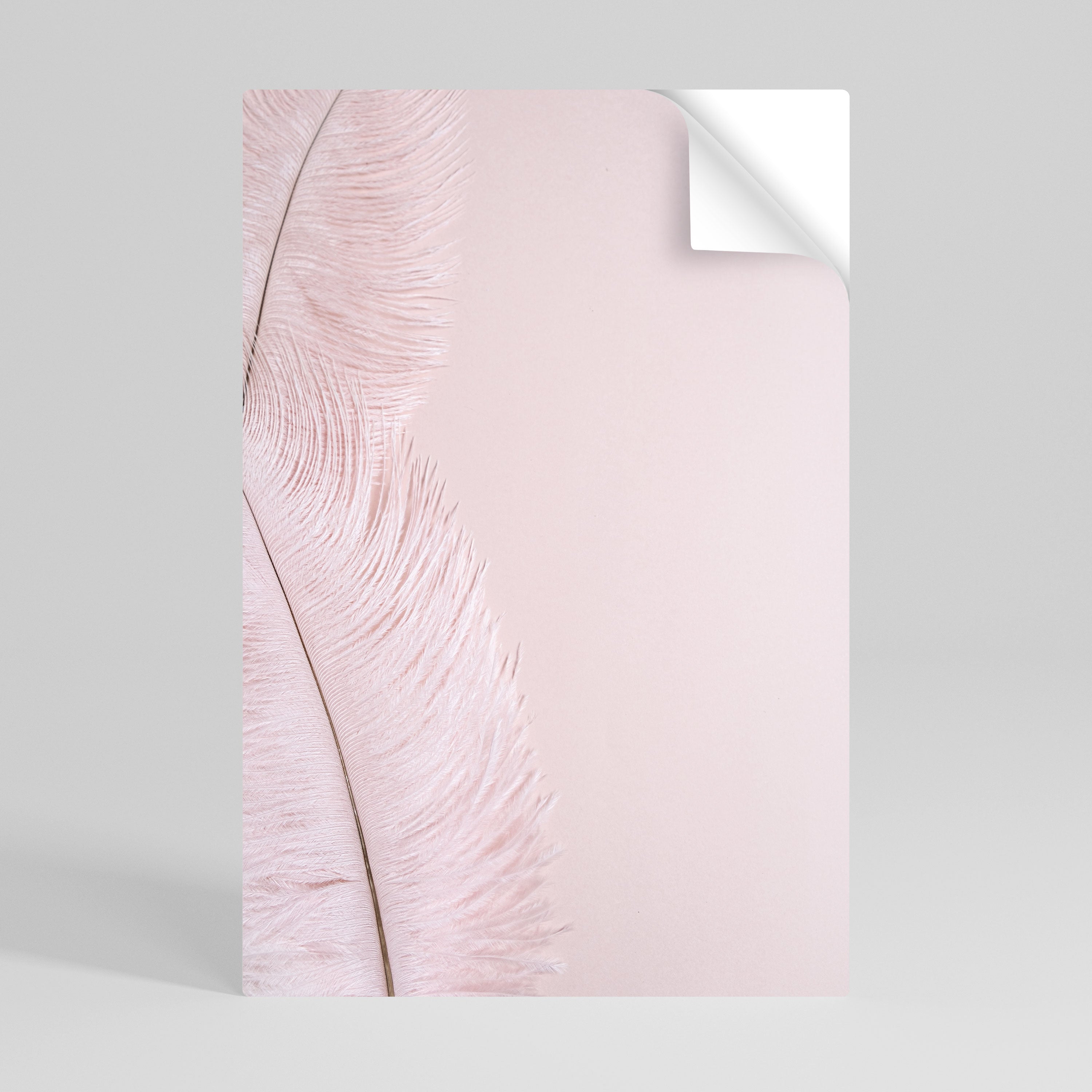 WHISPERING PINK FEATHERS Naklejka/Plakat pionowy