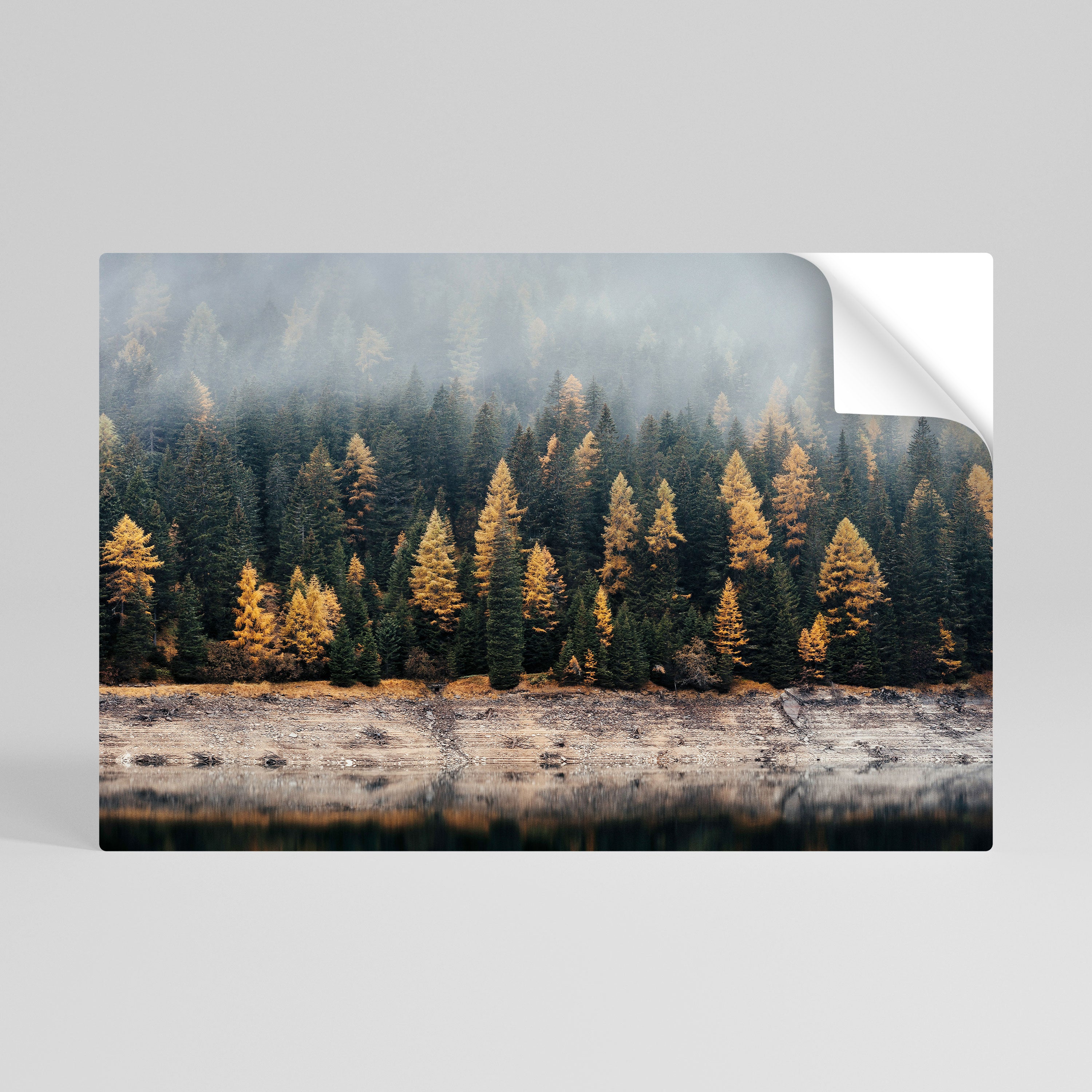 GOLDEN TREES IN FOG Naklejka/Plakat poziomy