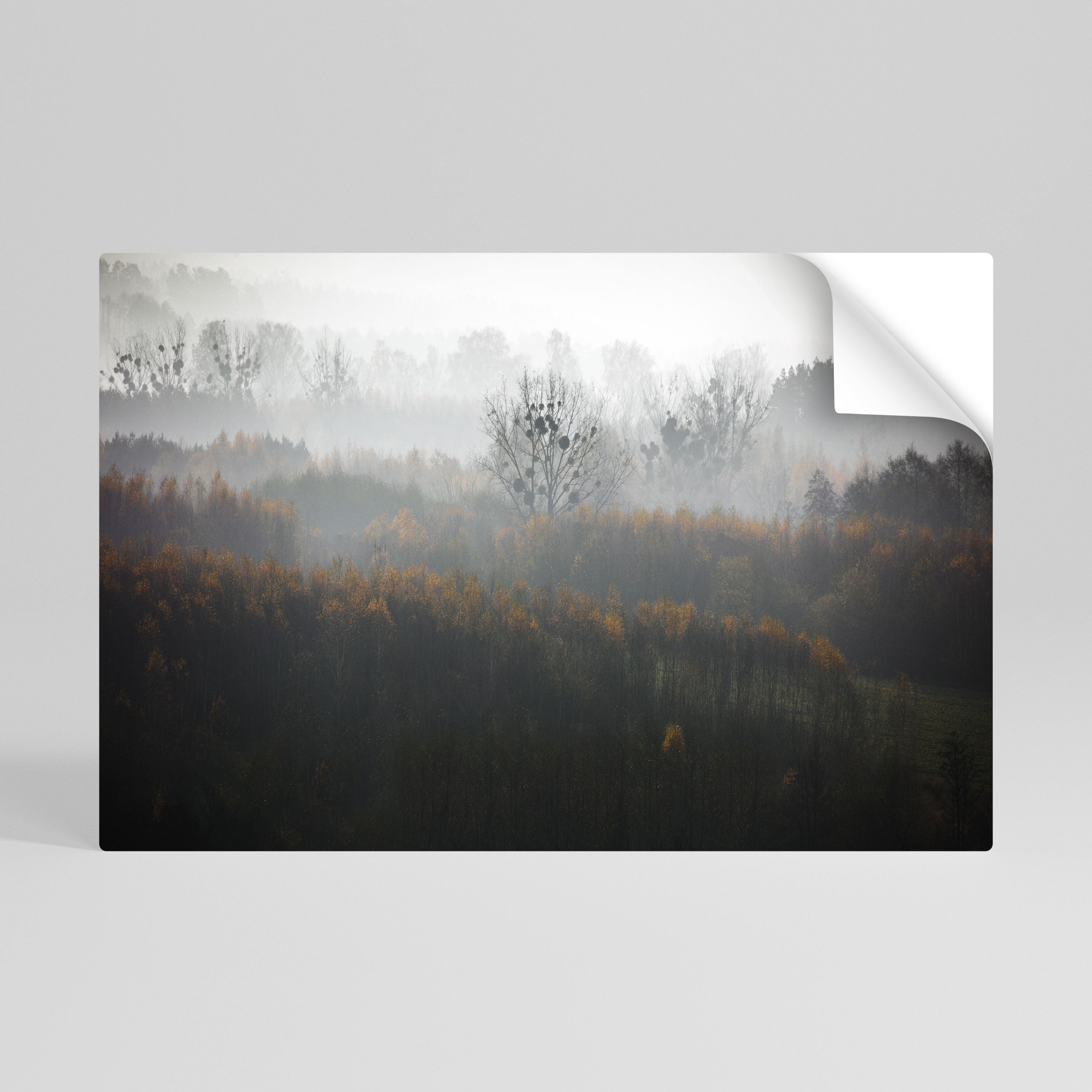 AUTUMNAL HAZE Naklejka/Plakat poziomy