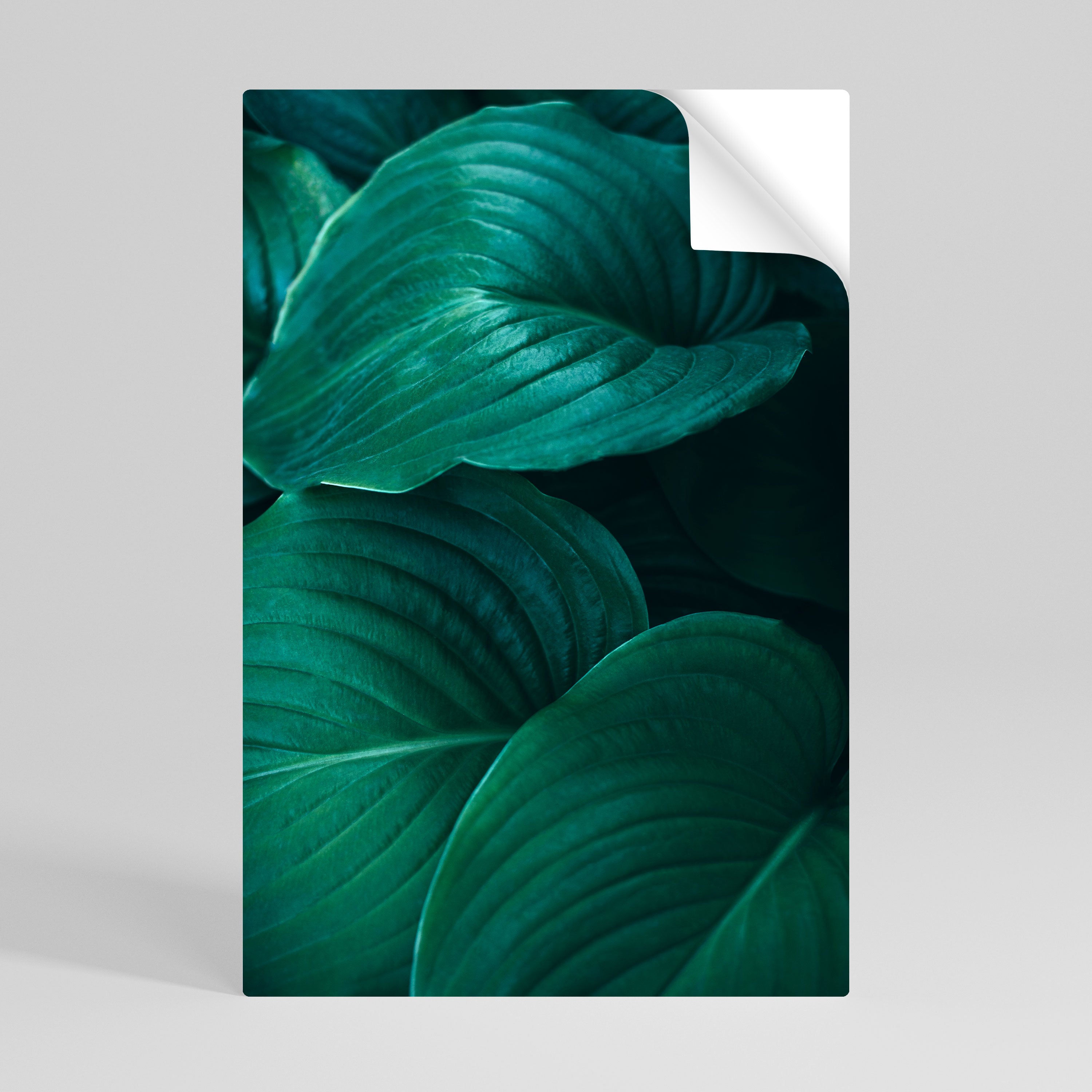 SUBTLE BOTANICAL HUES Naklejka/Plakat pionowy