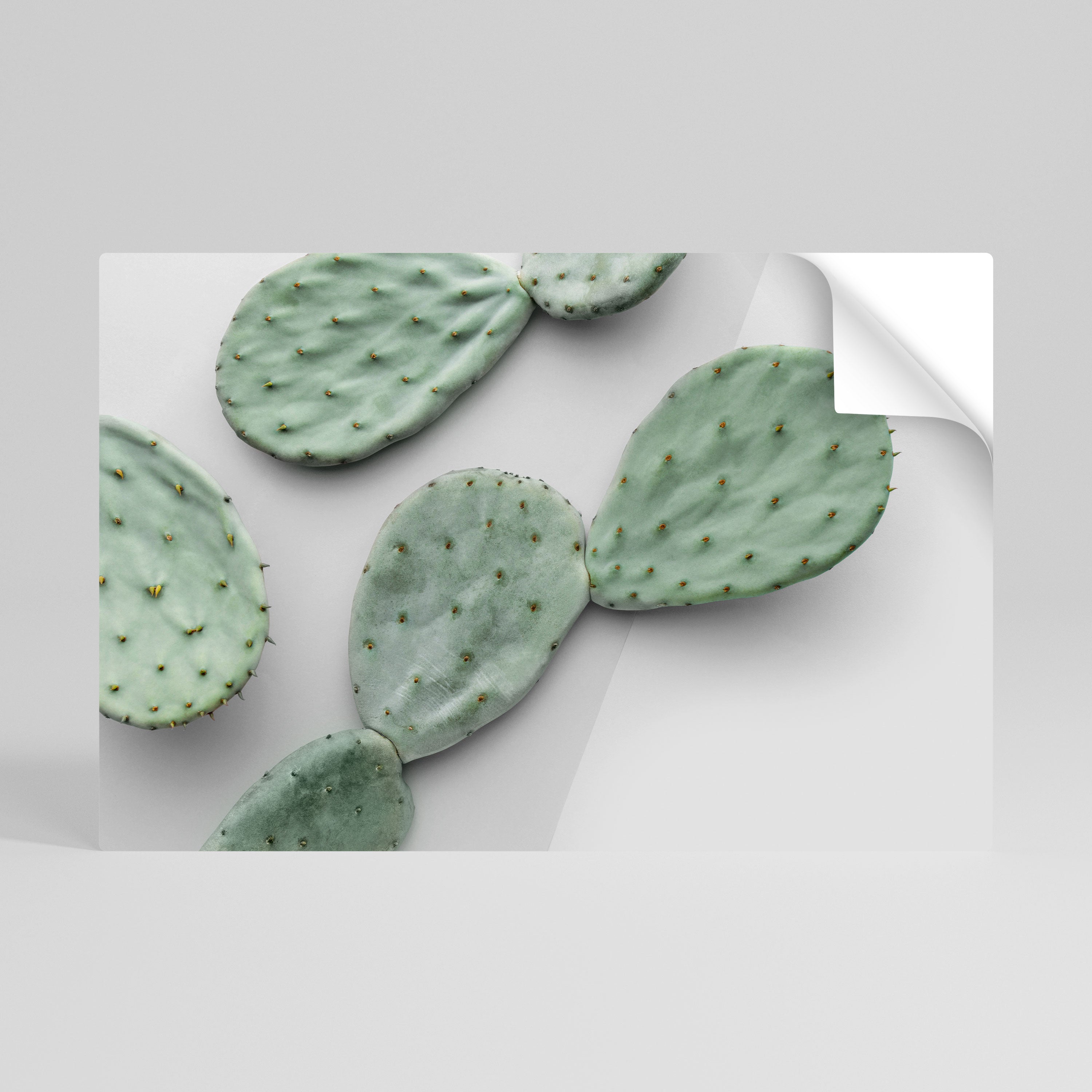 CACTUS DREAMSCAPE Naklejka/Plakat poziomy