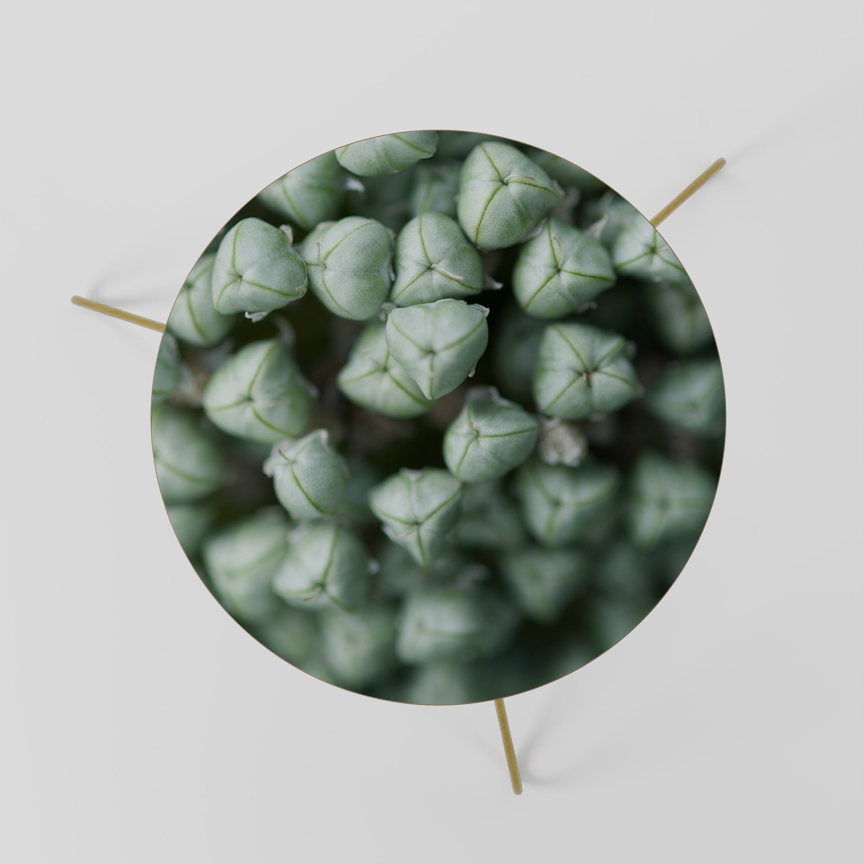 TEXTURED GREEN TIDBITS Stolik kawowy mały